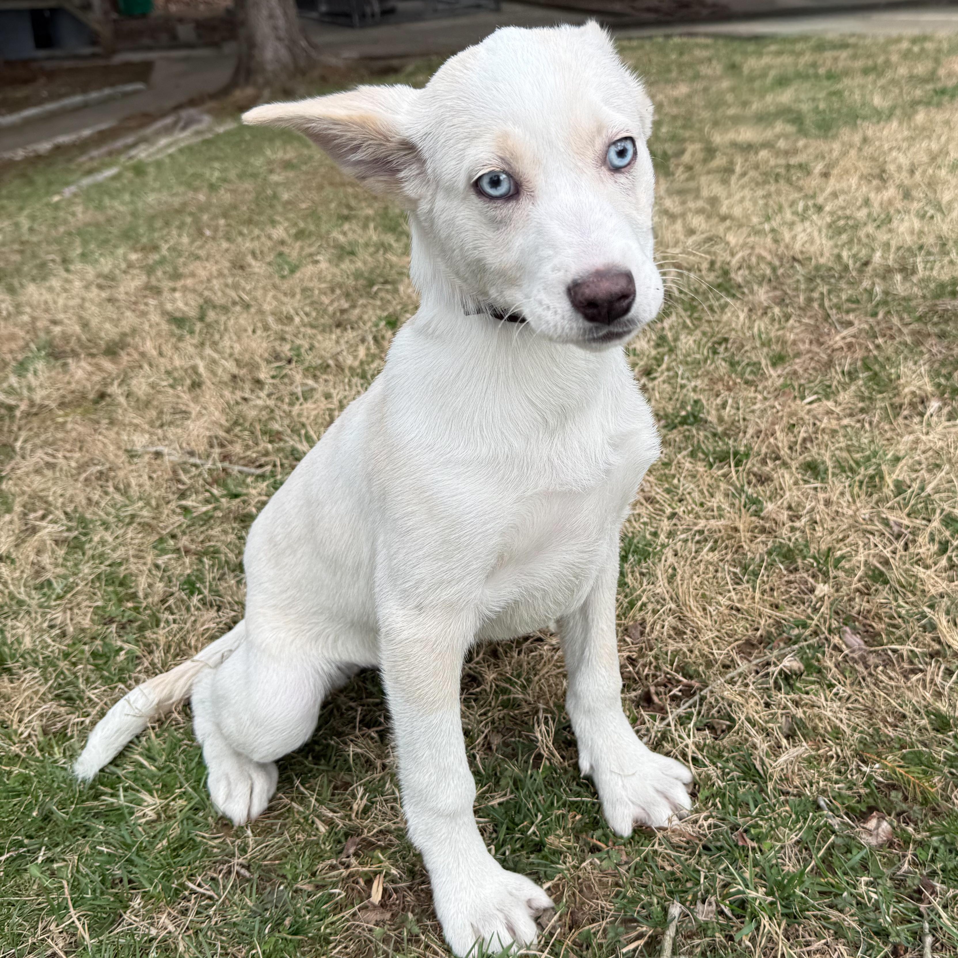 Winter, an adopted mixed breed in Latrobe, PA image 4/5