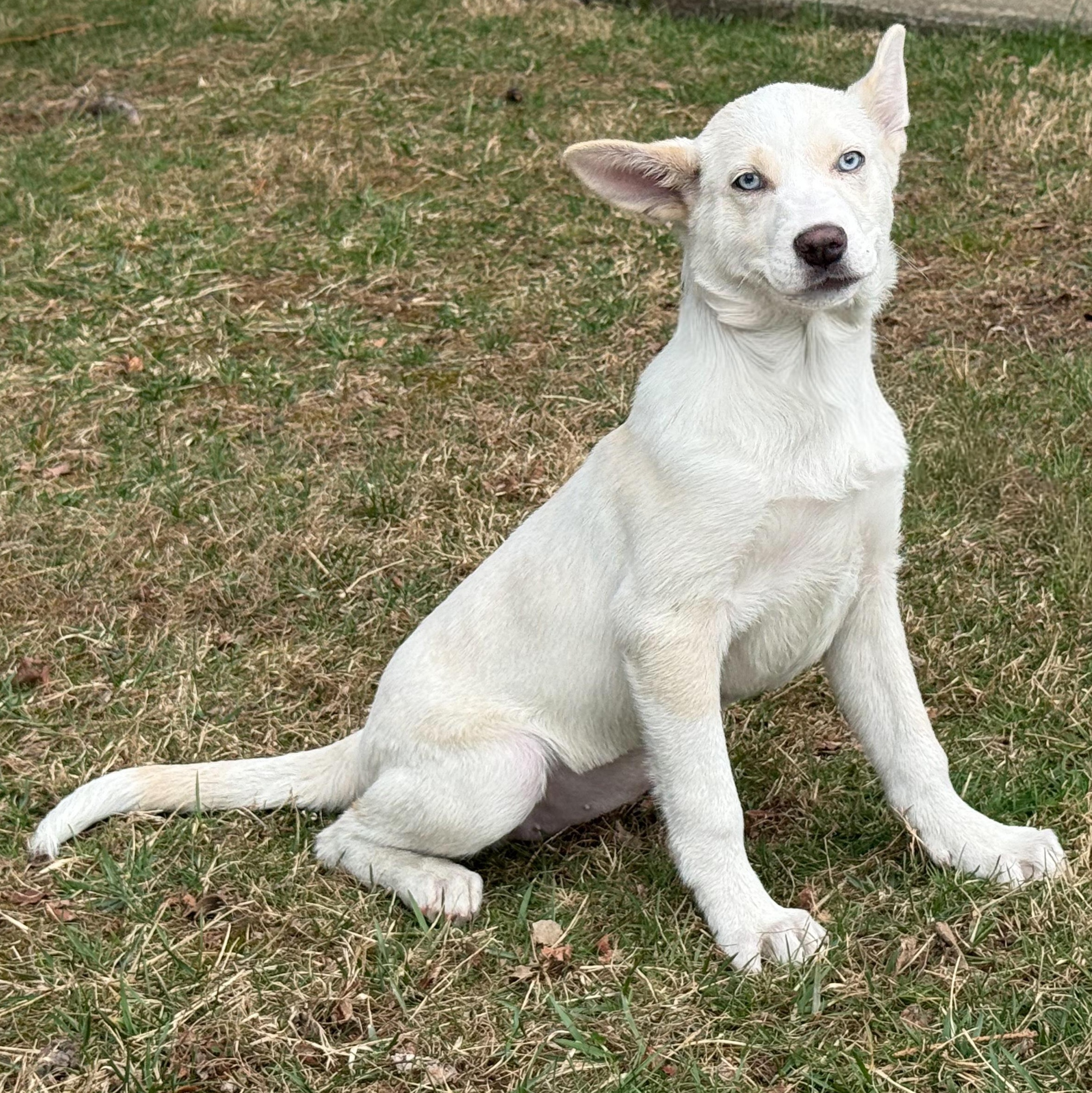 Winter, an adopted mixed breed in Latrobe, PA image 5/5