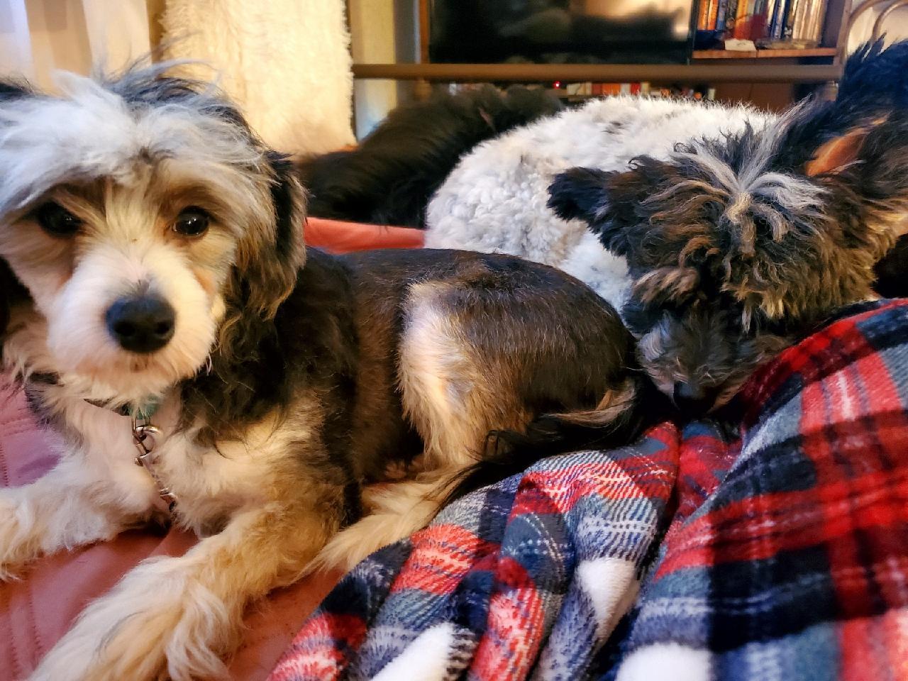 Emmy (New England), Adopted, Adult Female Chinese Crested Dog.