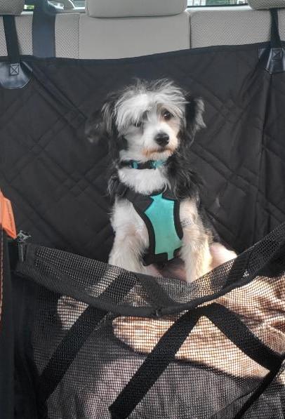 Emmy (New England), Adopted, Adult Female Chinese Crested Dog.