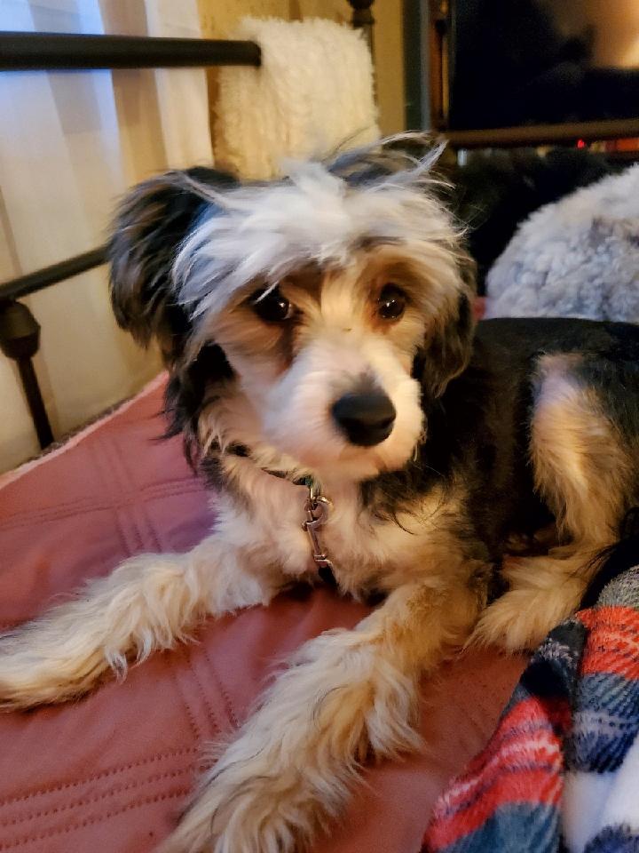 Enlarge Emmy (New England), a Adopted Chinese Crested Dog in Gilford, NH image 3/3