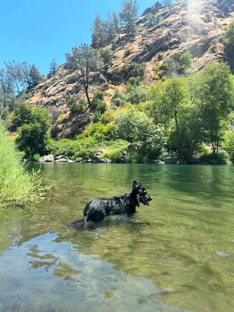 Barney - COURTESY POST, a Adoptable German Shepherd Dog in Fulton, CA image 3/3