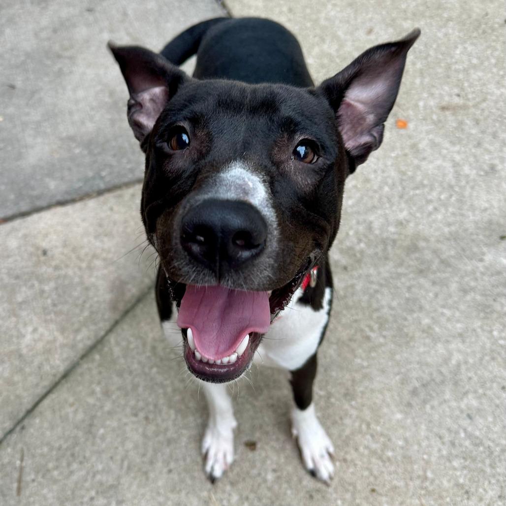 Dryer Sheet, Adoptable, Young Male American Staffordshire Terrier.