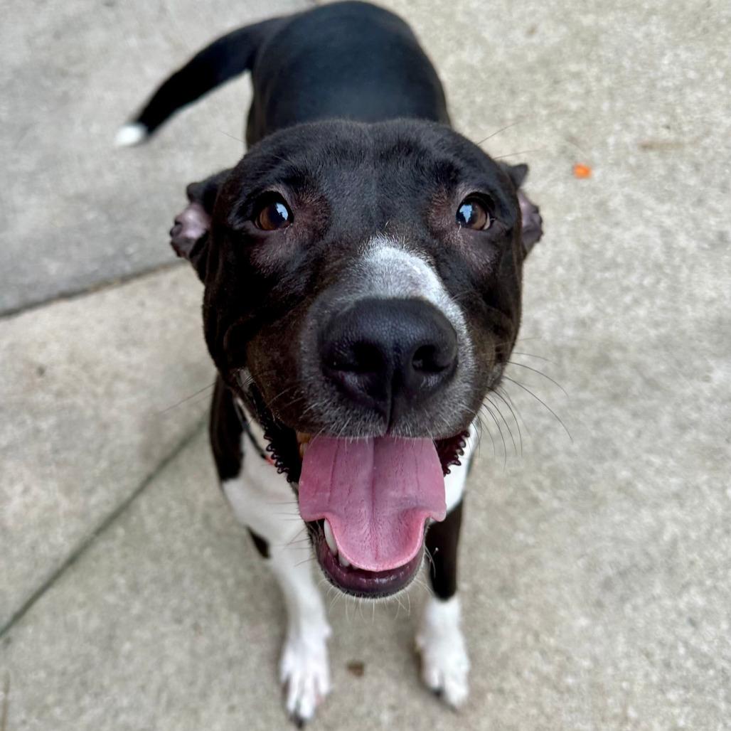 Enlarge Dryer Sheet, a Adoptable American Staffordshire Terrier in Grand Rapids, MI image 2/2