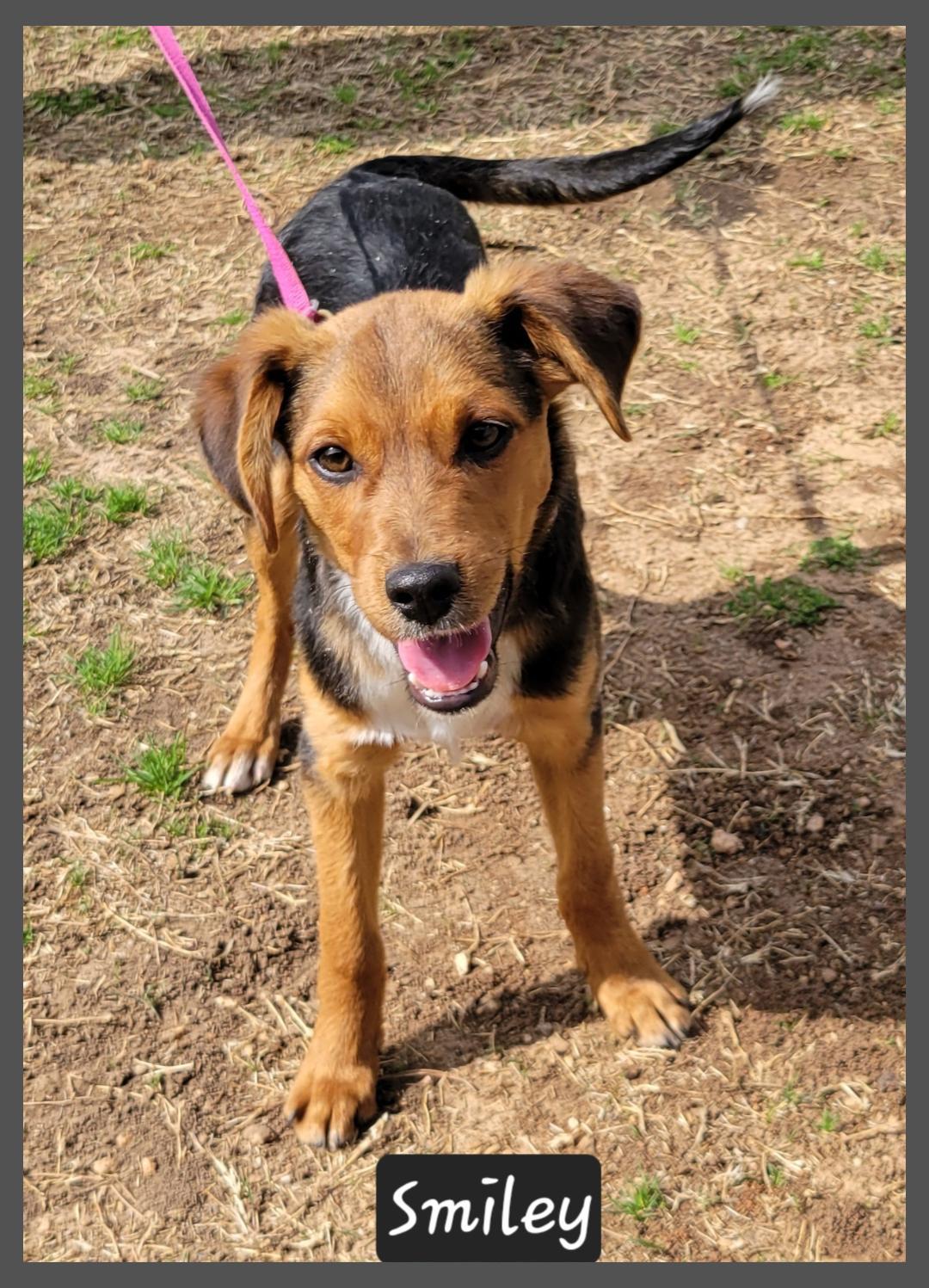 Smiley, ADOPTABLE, Young Male Beagle.