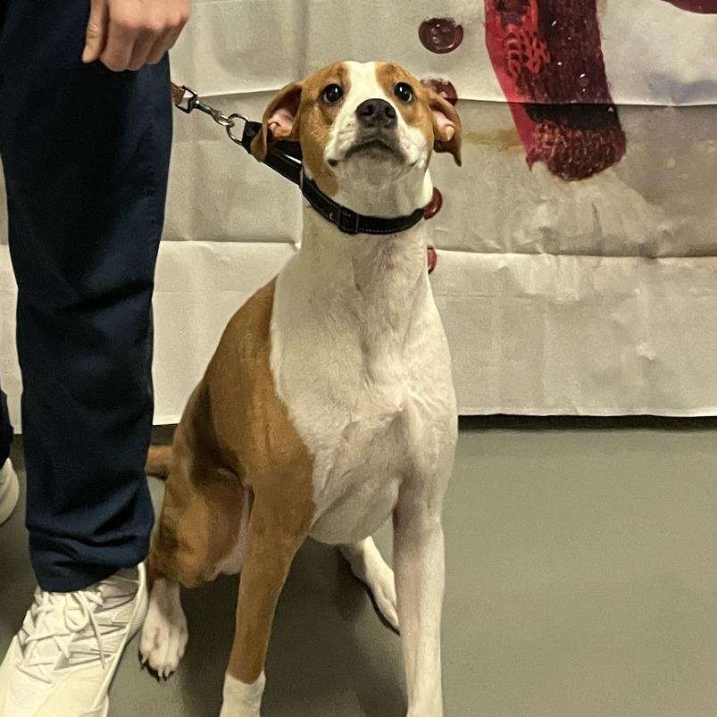 Enlarge Ramona 250705, a Adoptable Mixed Breed in Escanaba, MI image 1/3