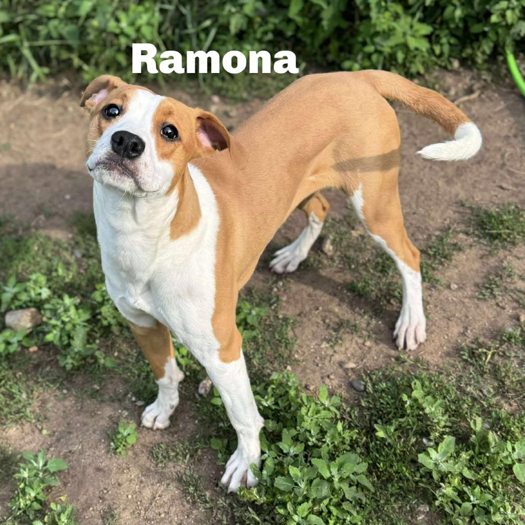 Enlarge Ramona 250705, a Adoptable Mixed Breed in Escanaba, MI image 2/3