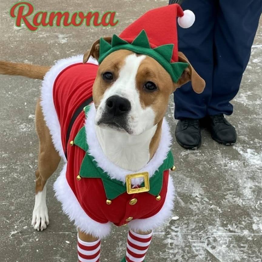 Enlarge Ramona 250705, a Adoptable Mixed Breed in Escanaba, MI image 3/3