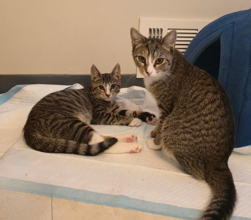 149-Gnocchi Pie aka Bella/Penny - BONDED WITH BUSTER — thumbnail 2