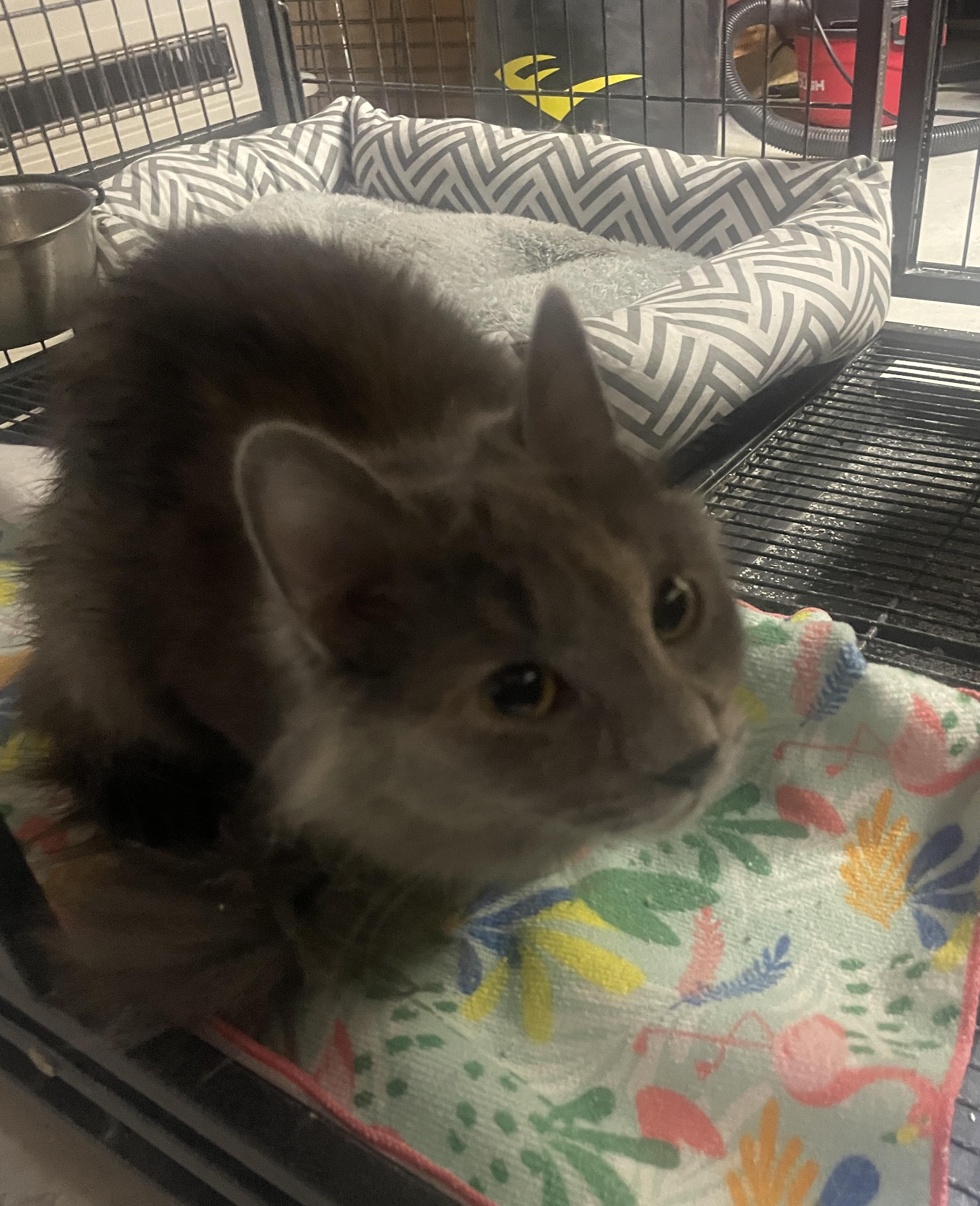 Enlarge Klea, a ADOPTABLE Dilute Tortoiseshell in Ephrata, WA image 4/4