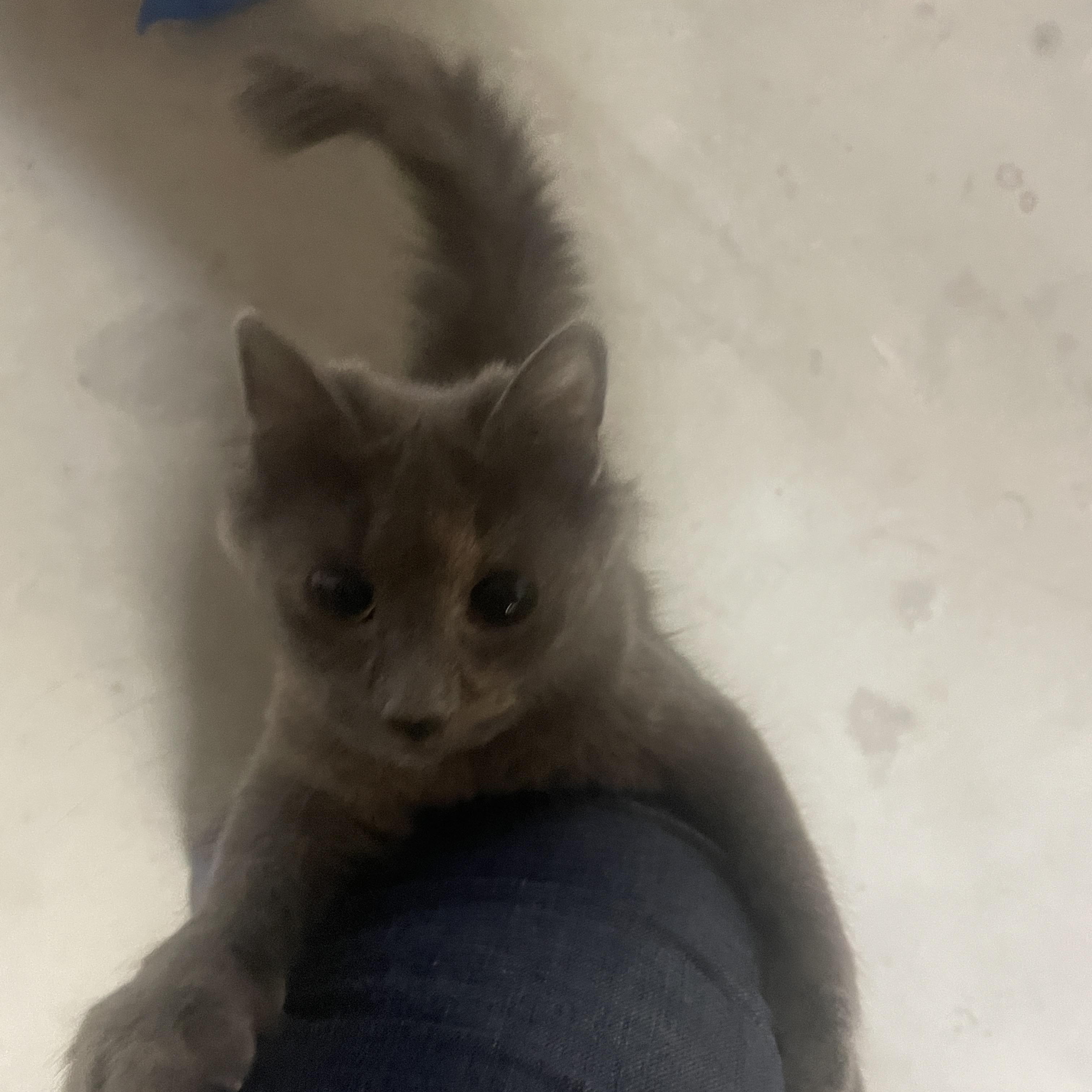 Enlarge Klea, a ADOPTABLE Dilute Tortoiseshell in Ephrata, WA image 3/4