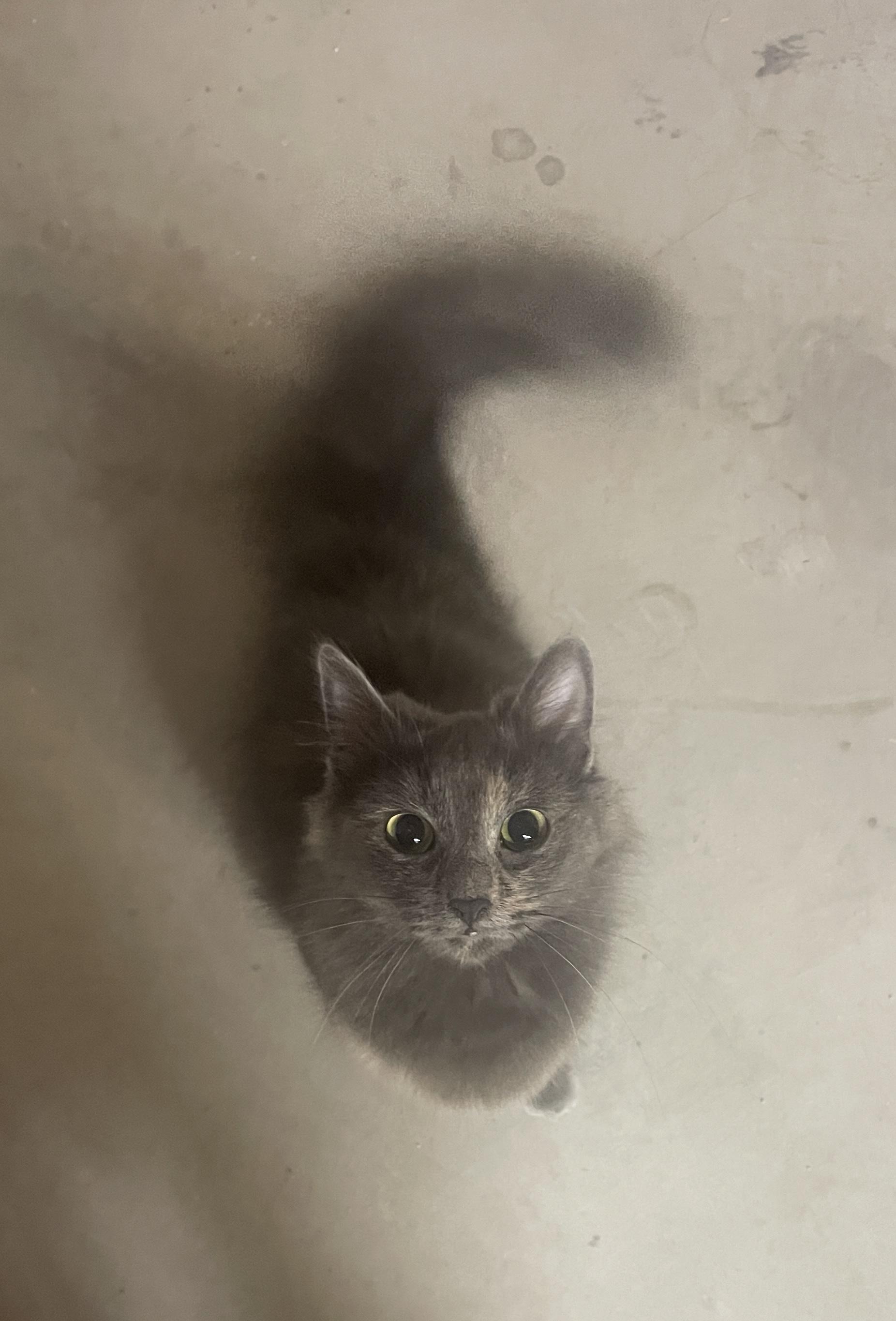 Enlarge Klea, a ADOPTABLE Dilute Tortoiseshell in Ephrata, WA image 2/4