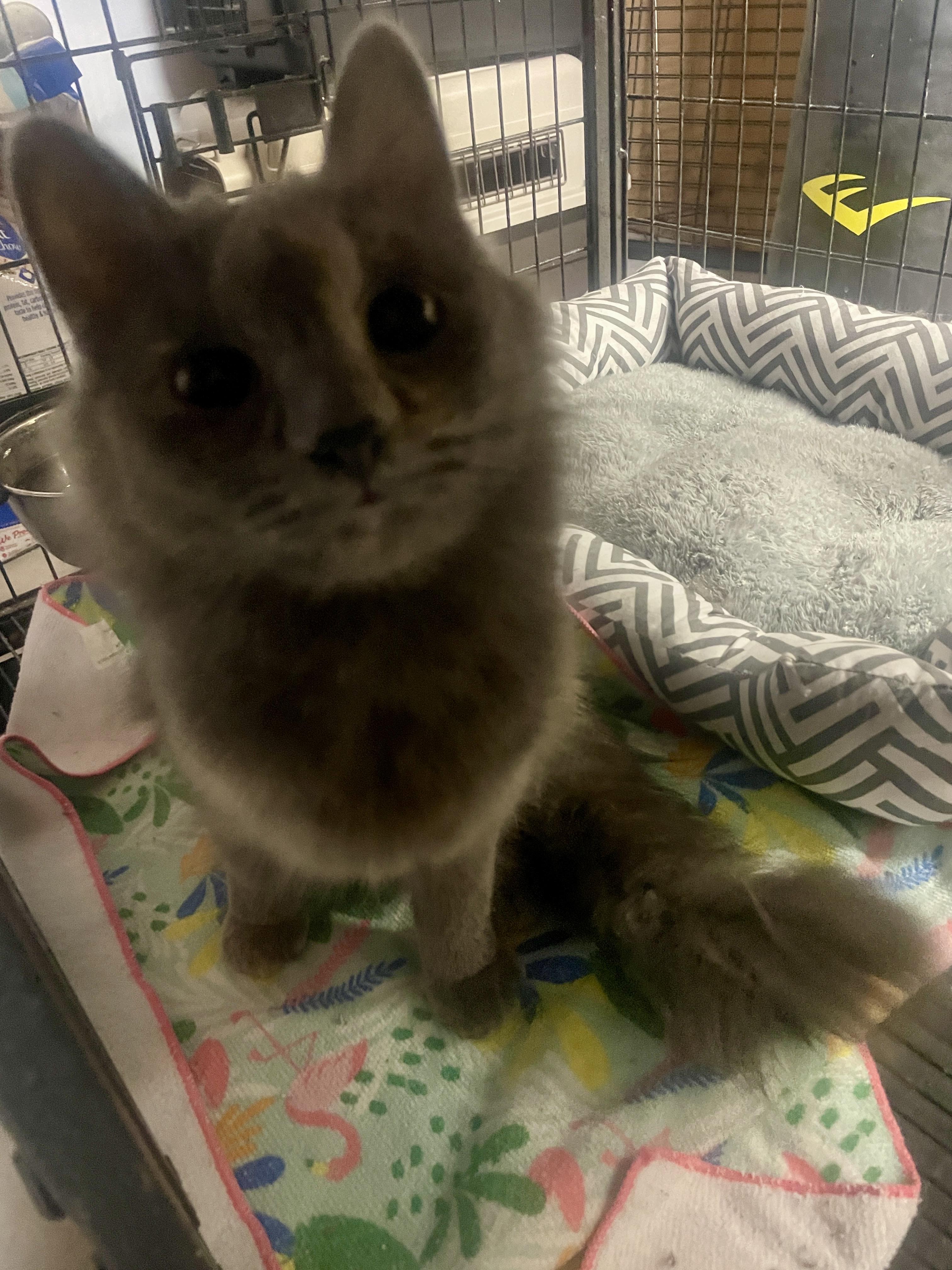 Klea, ADOPTABLE, Young Female Dilute Tortoiseshell.