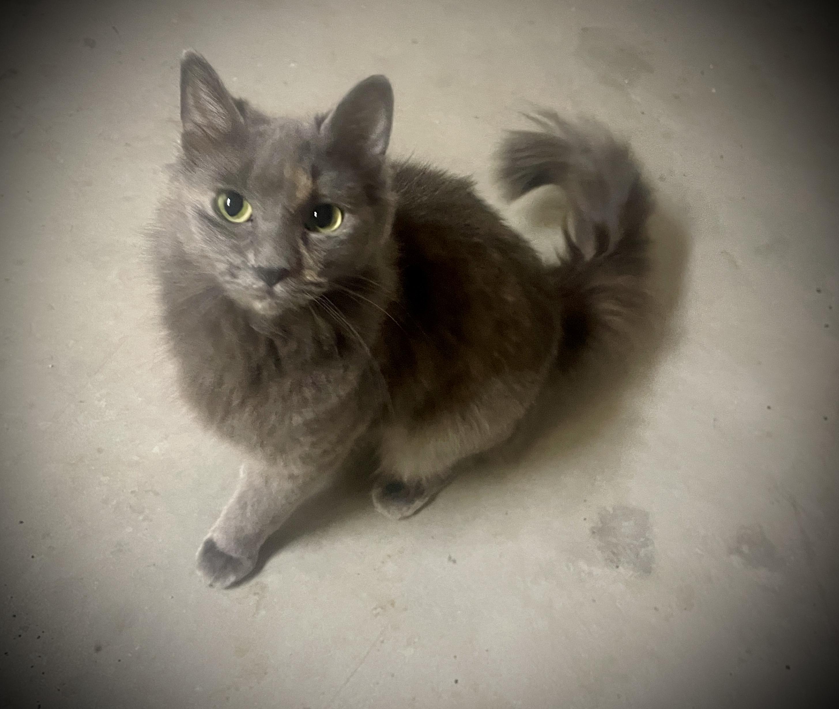 Klea, ADOPTABLE, Young Female Dilute Tortoiseshell.