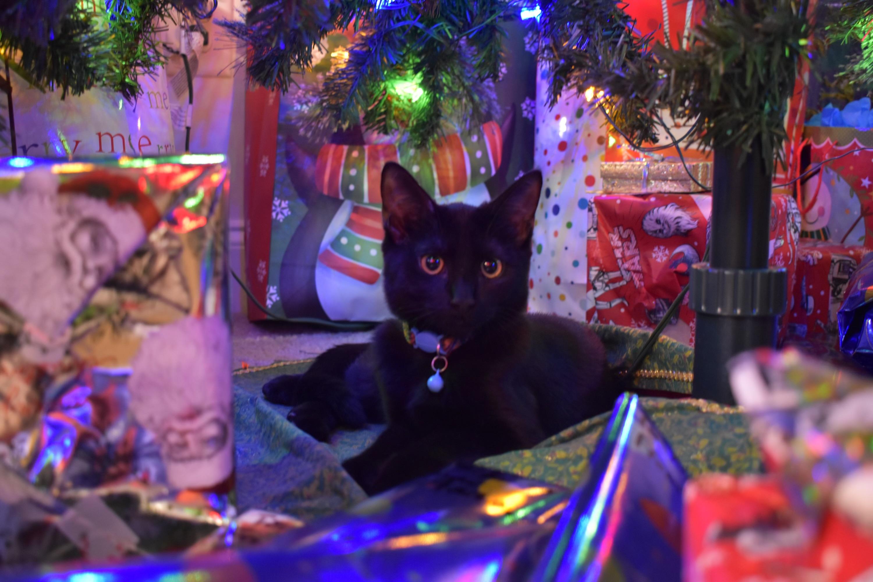 Enlarge Maple, a Adoptable Domestic Short Hair in New York City, NY image 1/6