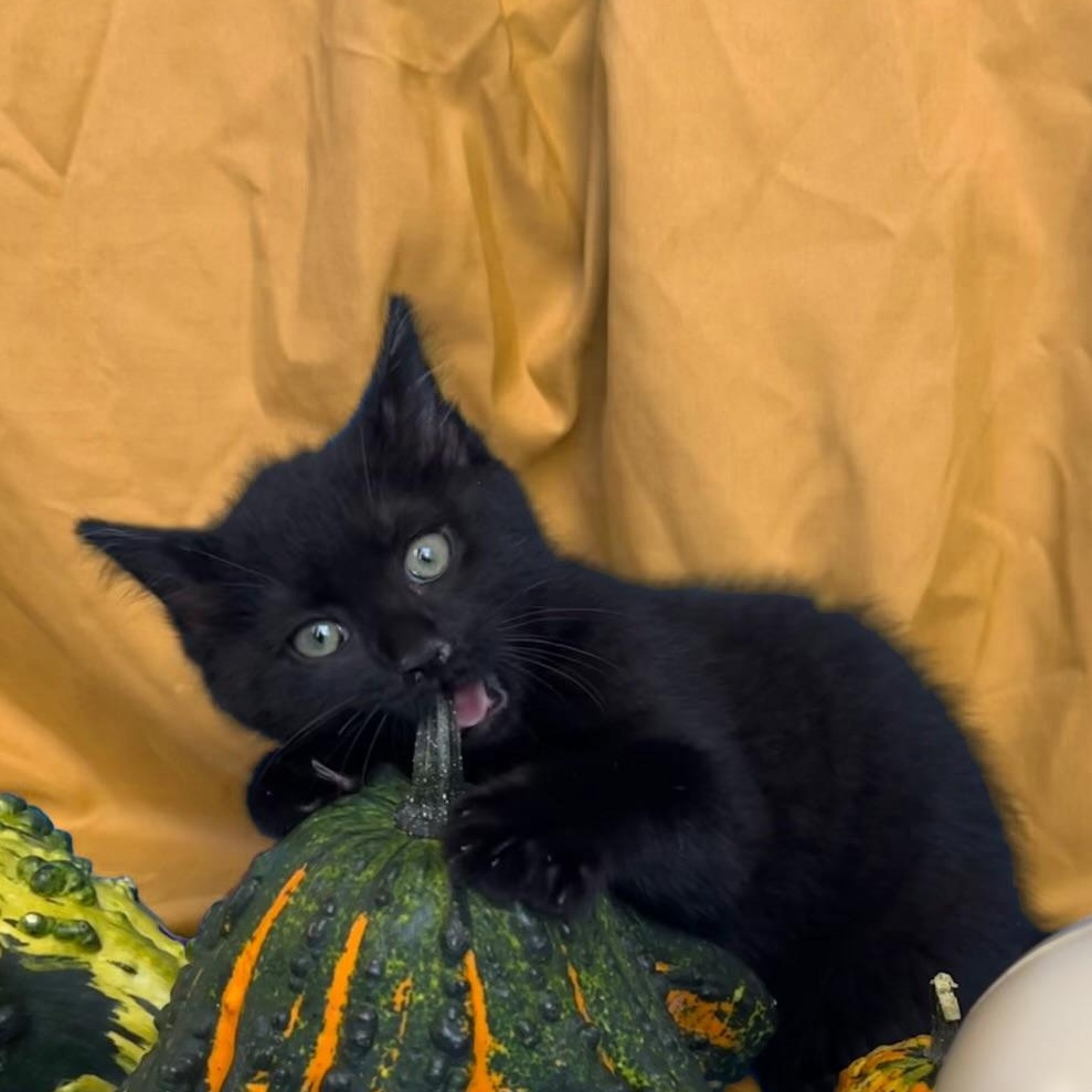 Enlarge Maple, a Adoptable Domestic Short Hair in New York City, NY image 4/6