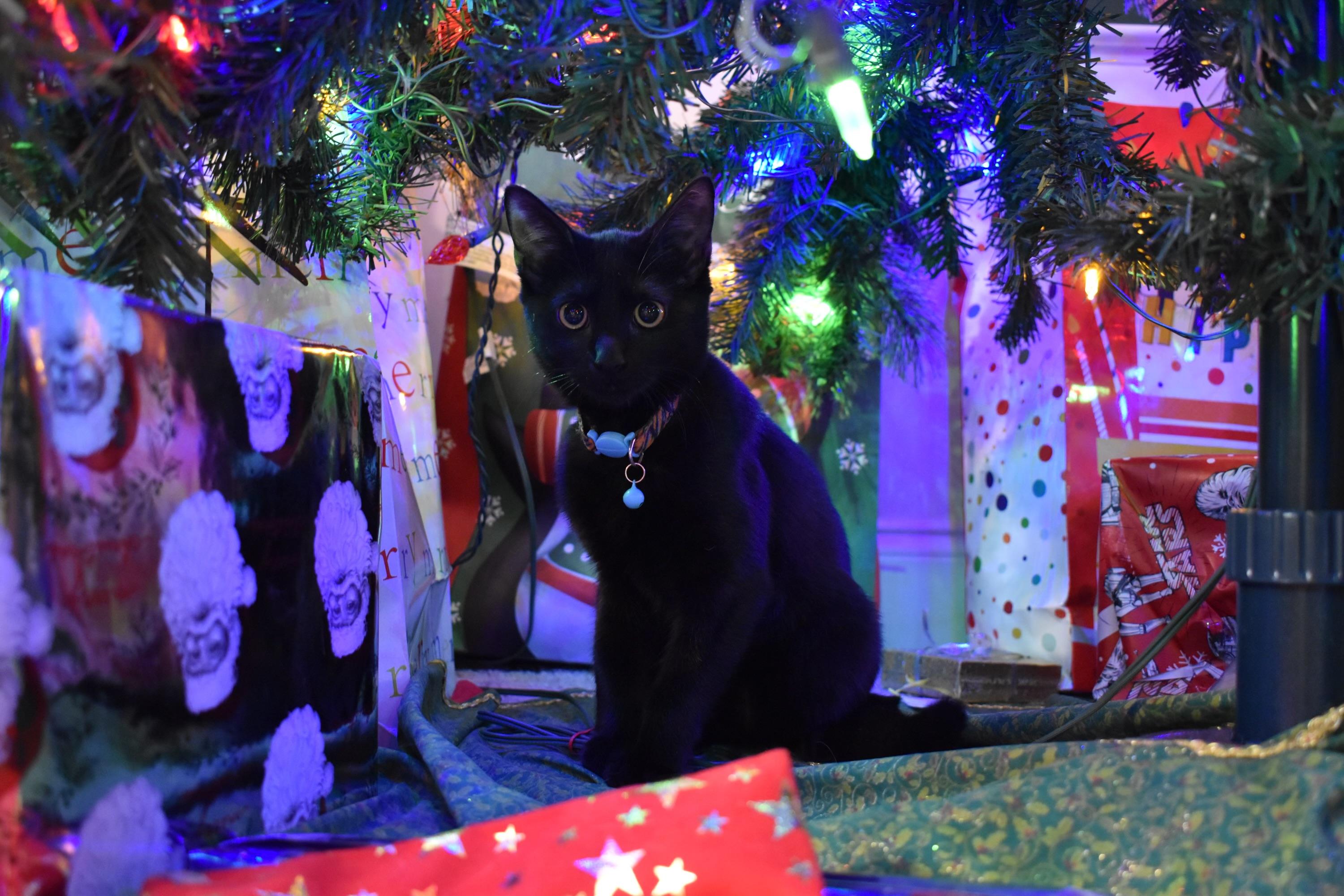 Enlarge Maple, a Adoptable Domestic Short Hair in New York City, NY image 3/6