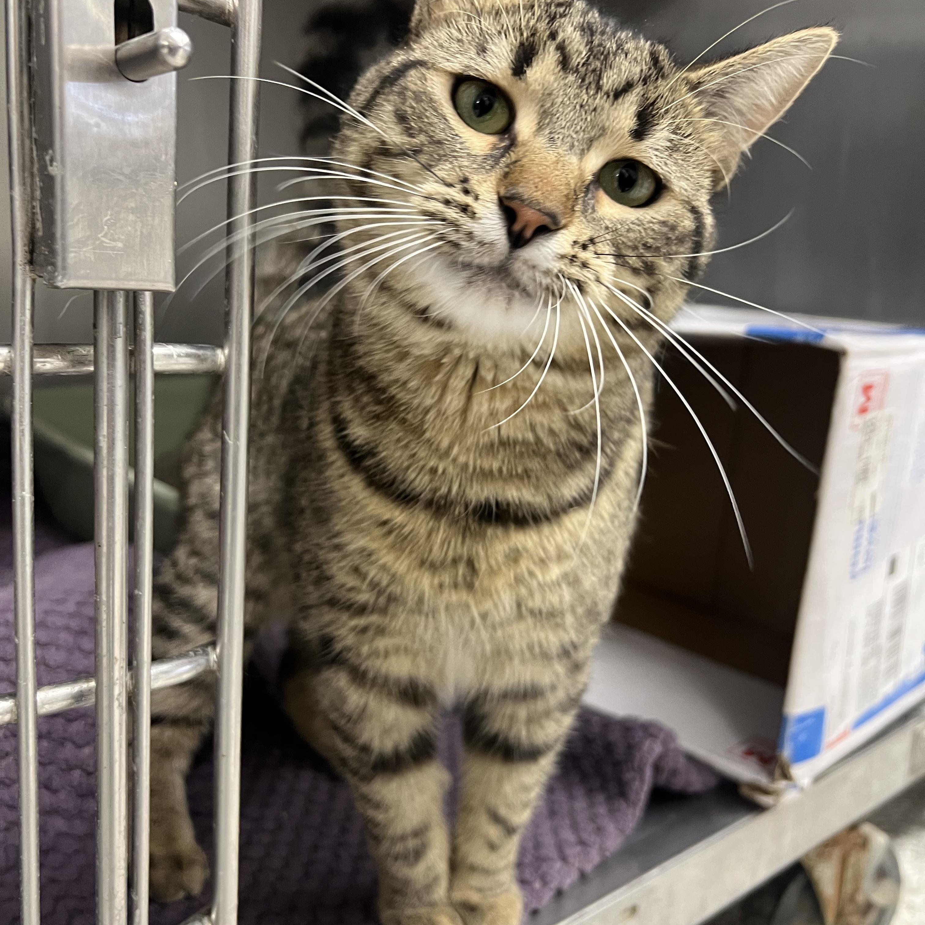 Enlarge Rodrick, an adopted mixed breed in Mount Pleasant, MI image 1/3