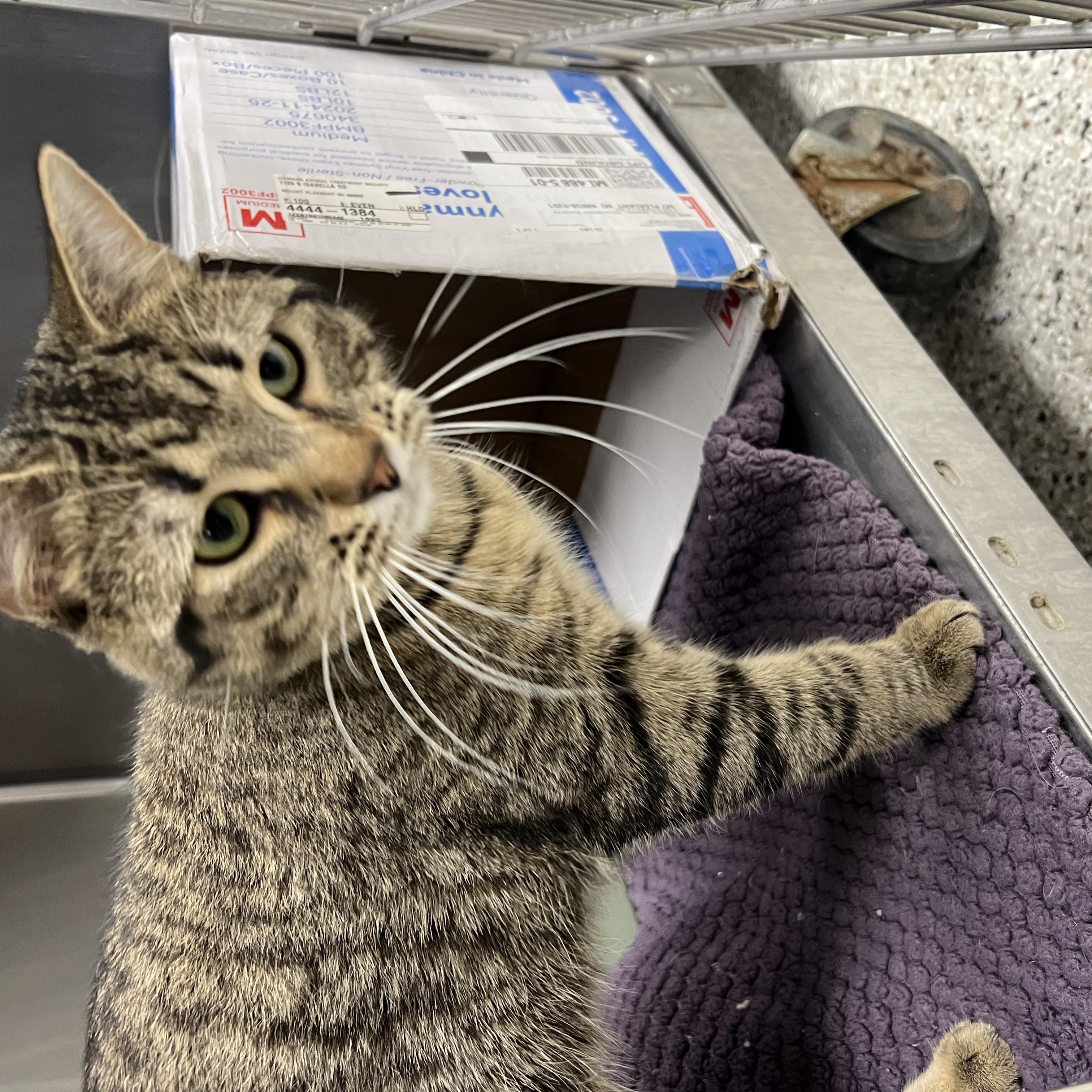 Enlarge Rodrick, an adopted mixed breed in Mount Pleasant, MI image 3/3