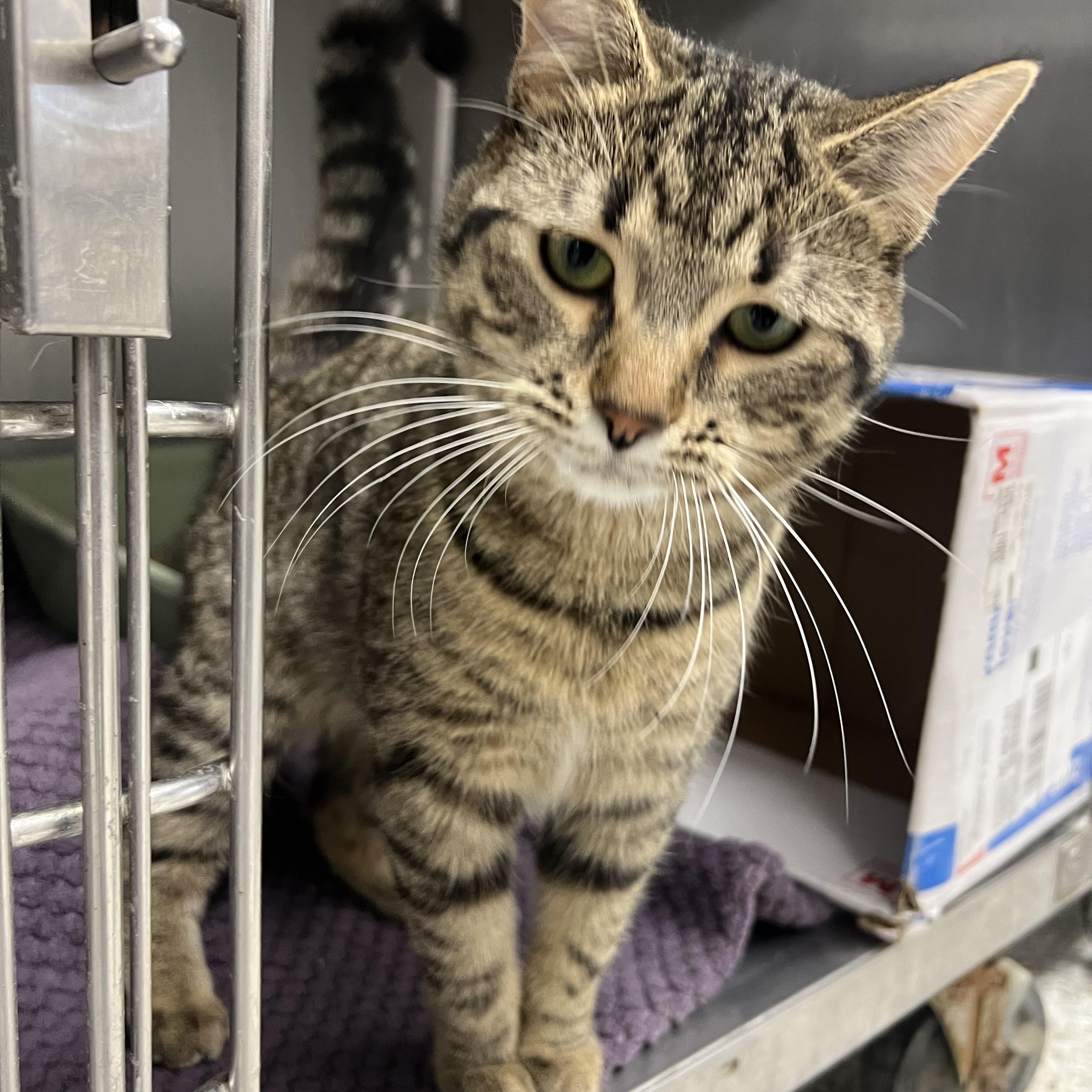 Enlarge Rodrick, an adopted mixed breed in Mount Pleasant, MI image 2/3