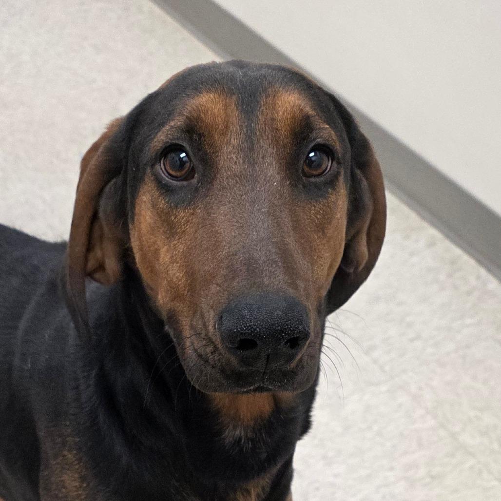 Enlarge Judge Judy, a Adoptable Hound in Chatham, VA image 2/4