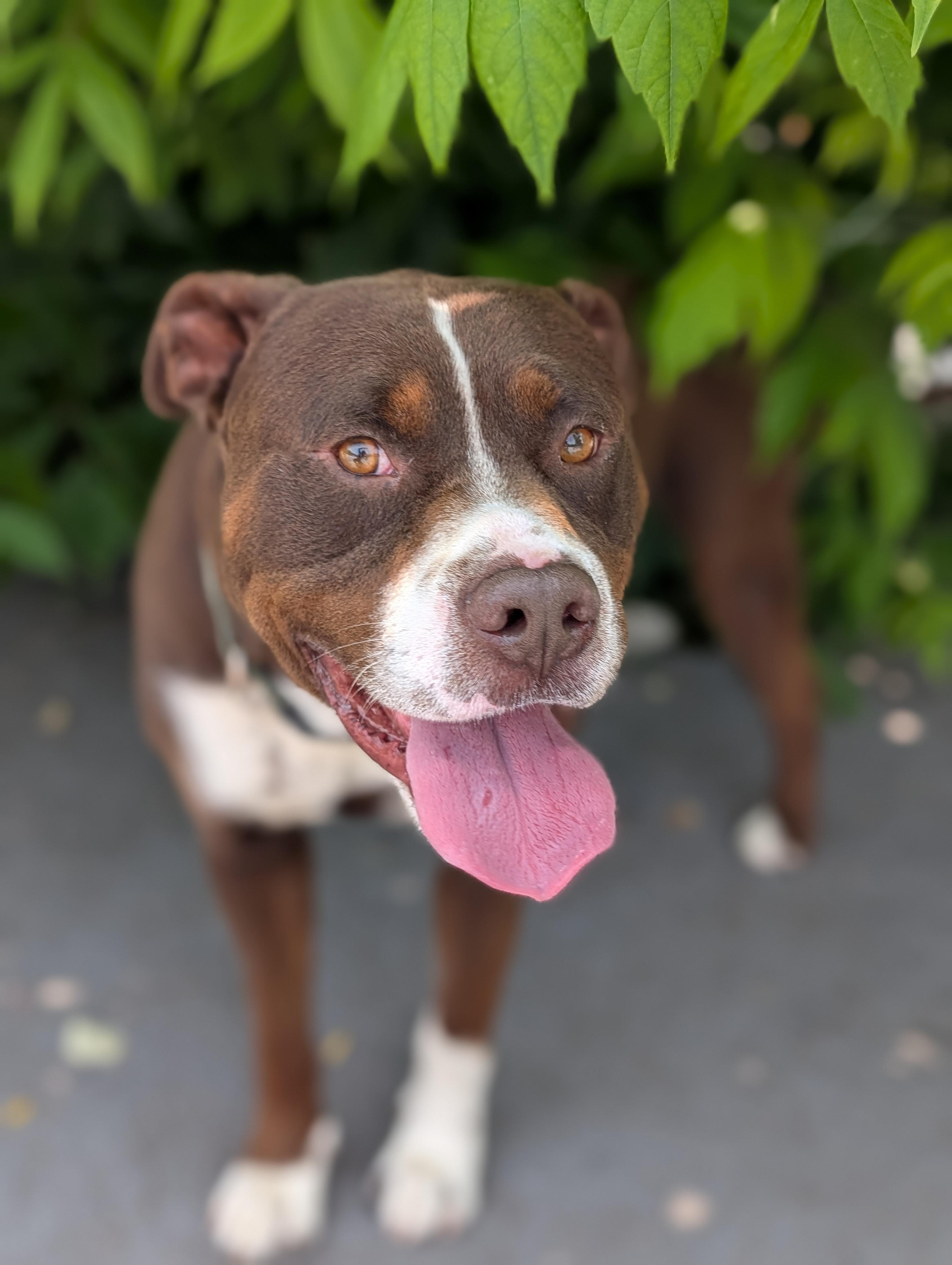 Enlarge Beauford, a Adopted mixed breed in Plainfield, NJ image 2/2