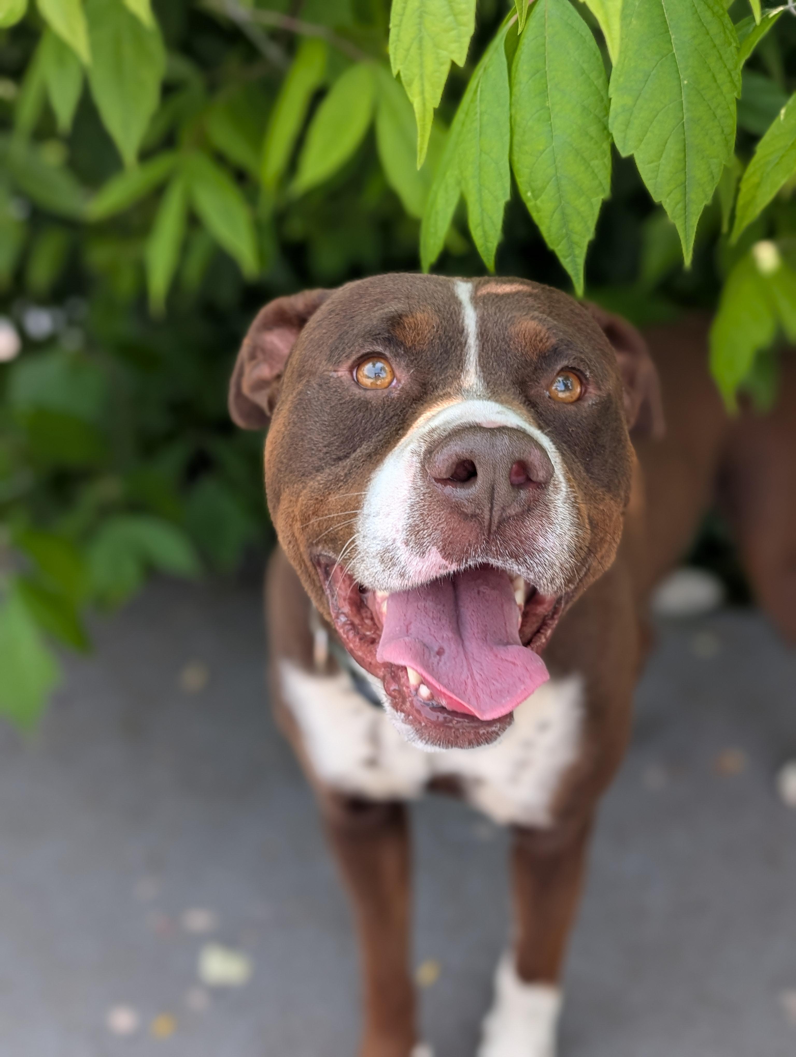 Beauford, Adopted, Young Male Pit Bull Terrier.