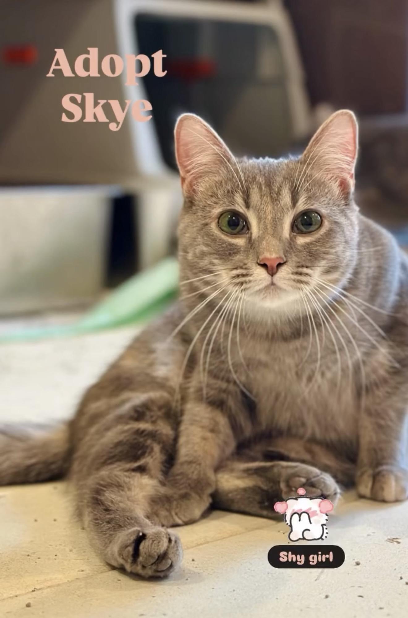 Skye, a Adoptable Domestic Short Hair in Suffolk, VA image 5/5
