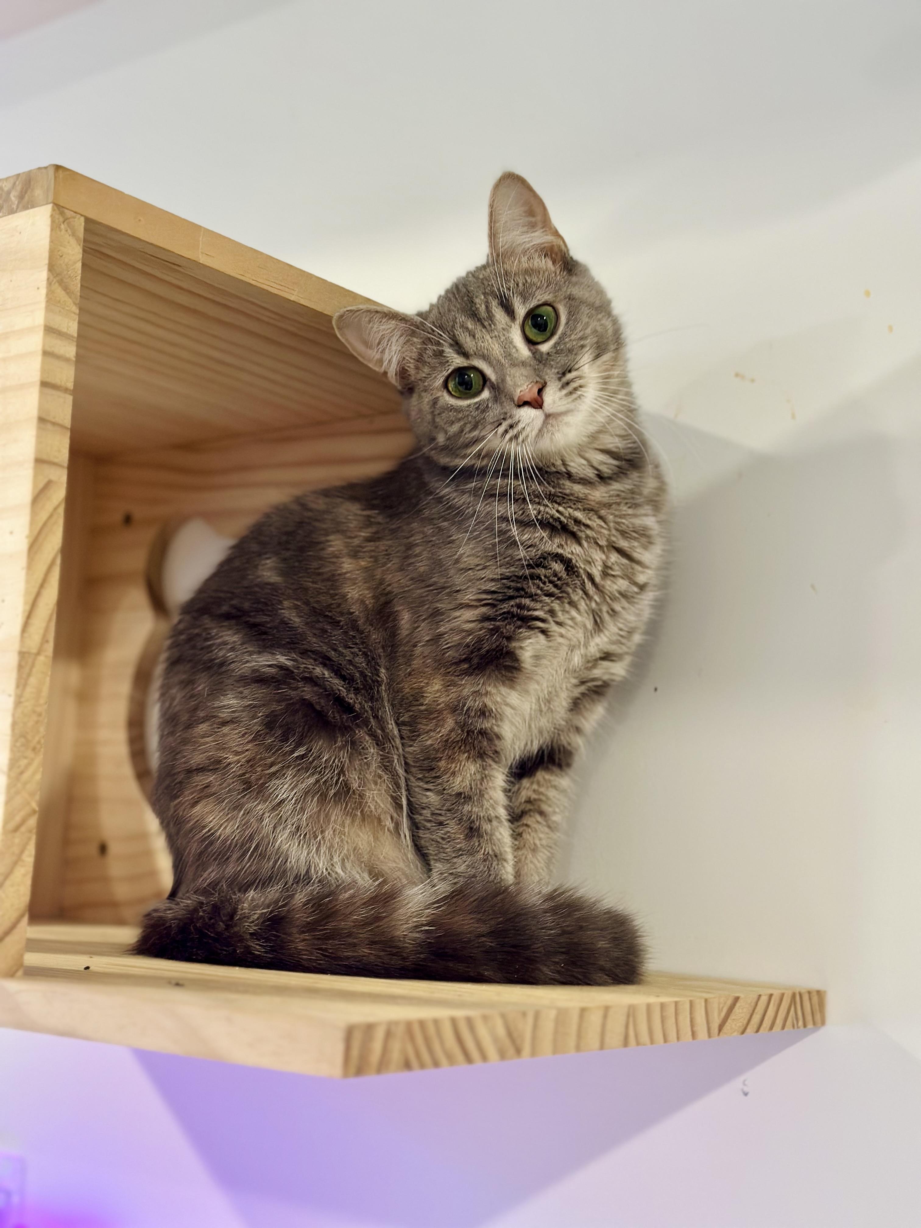 Skye, Adoptable, Kitten Female Domestic Short Hair.