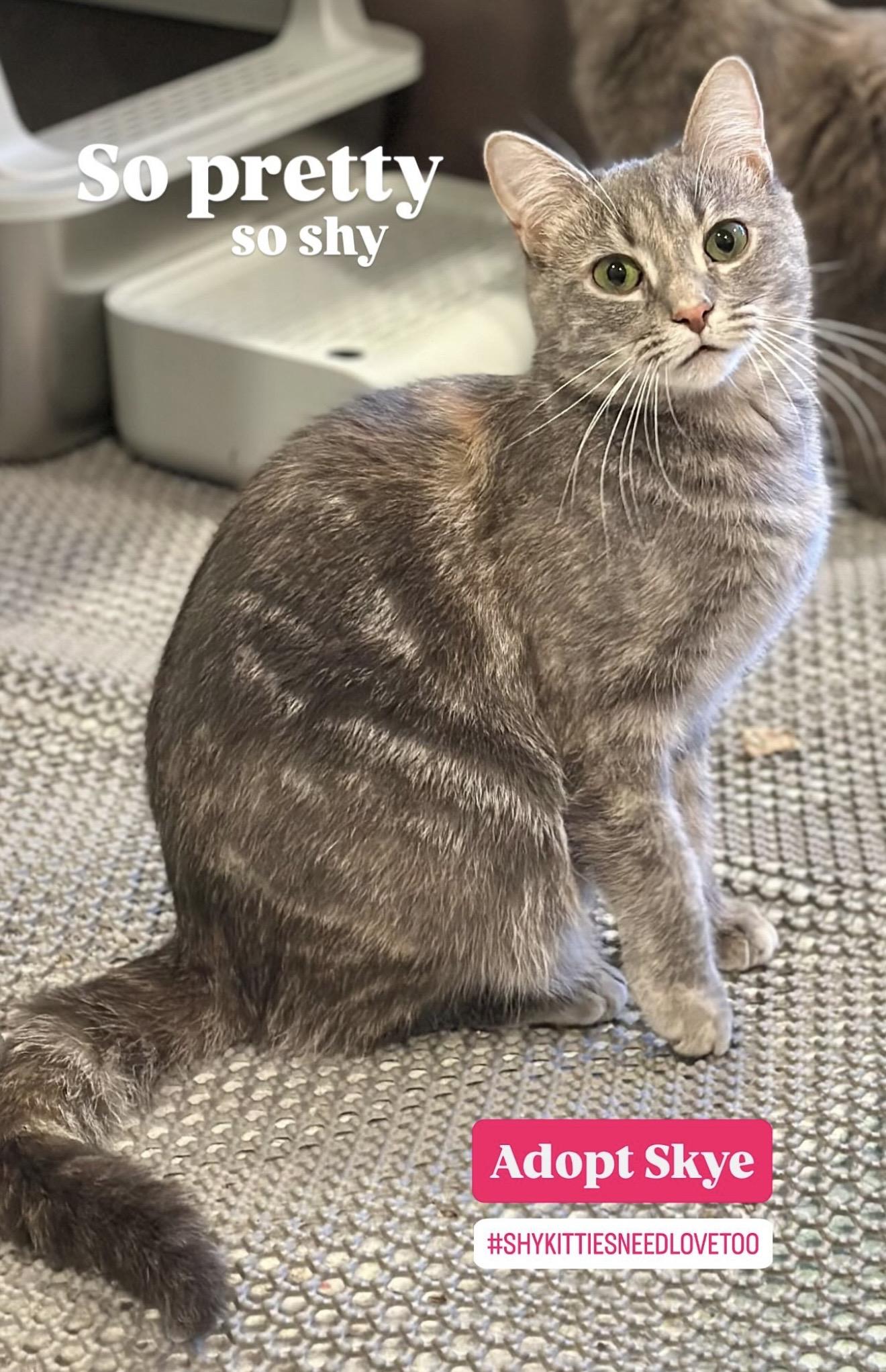 Skye, a Adoptable Domestic Short Hair in Suffolk, VA image 4/5