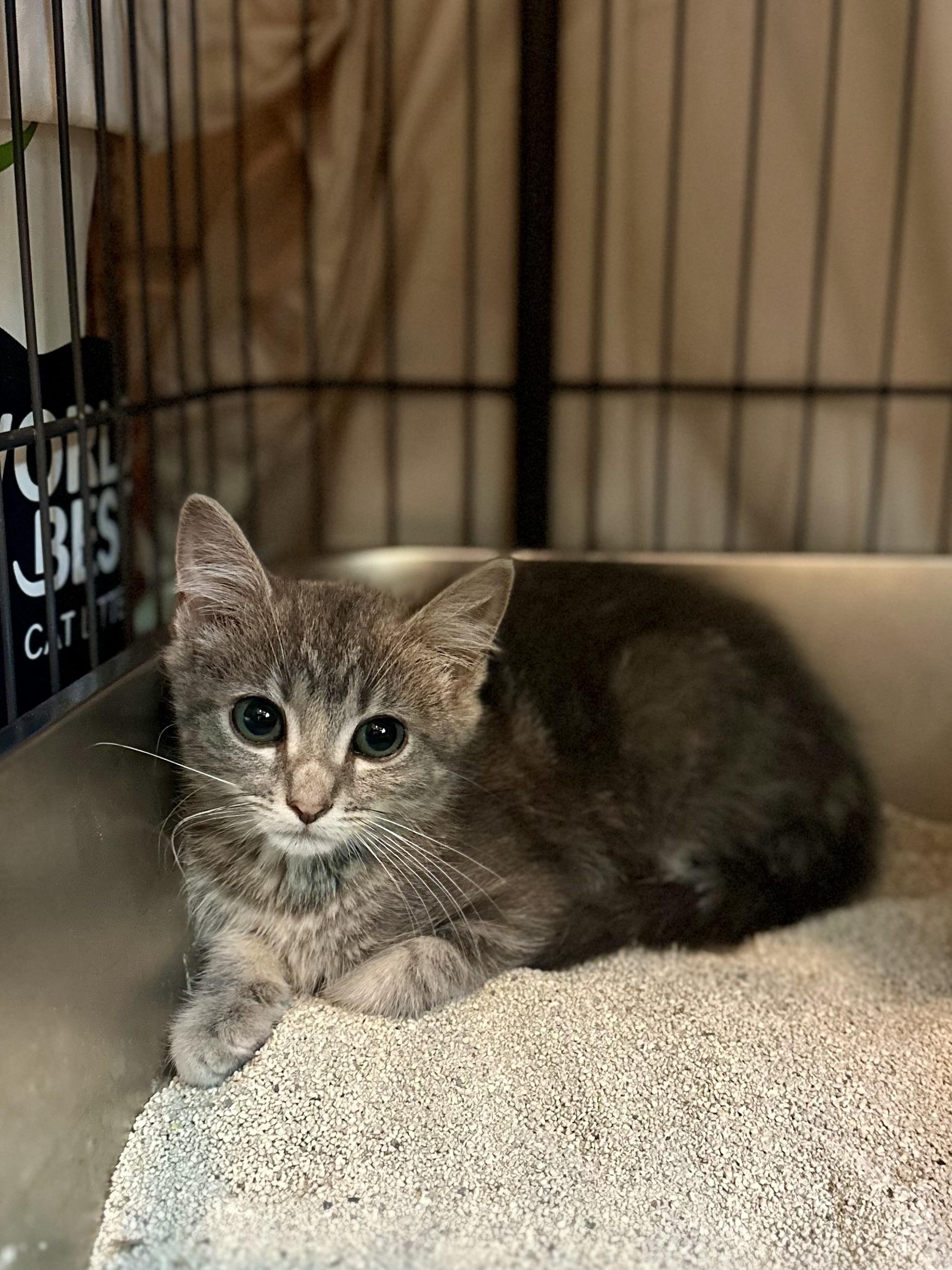 Enlarge Skye, a Adoptable Domestic Short Hair in Suffolk, VA image 6/6