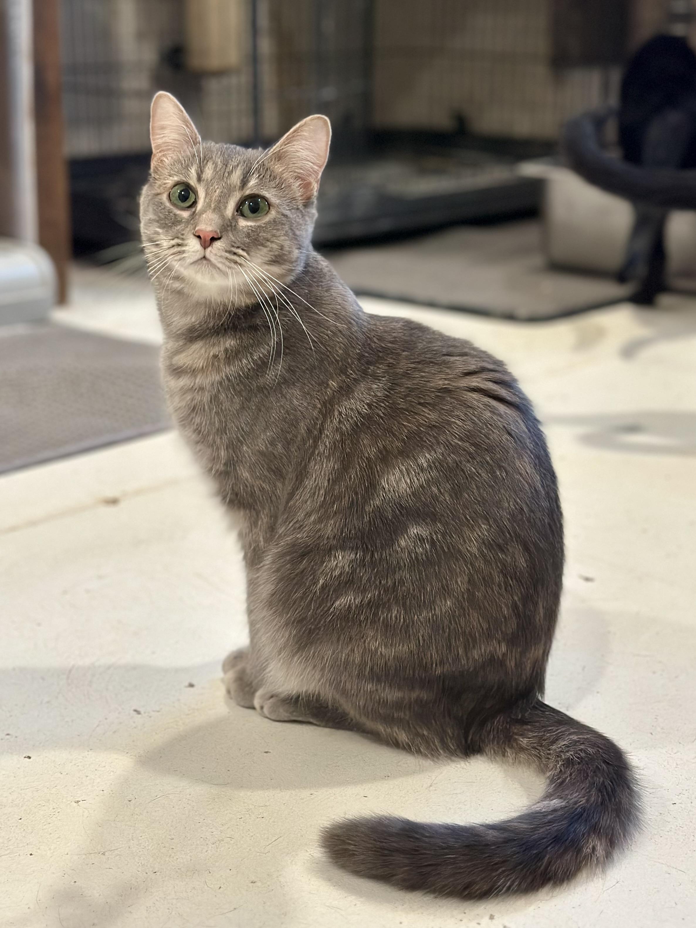 Enlarge Skye, a Adoptable Domestic Short Hair in Suffolk, VA image 4/6