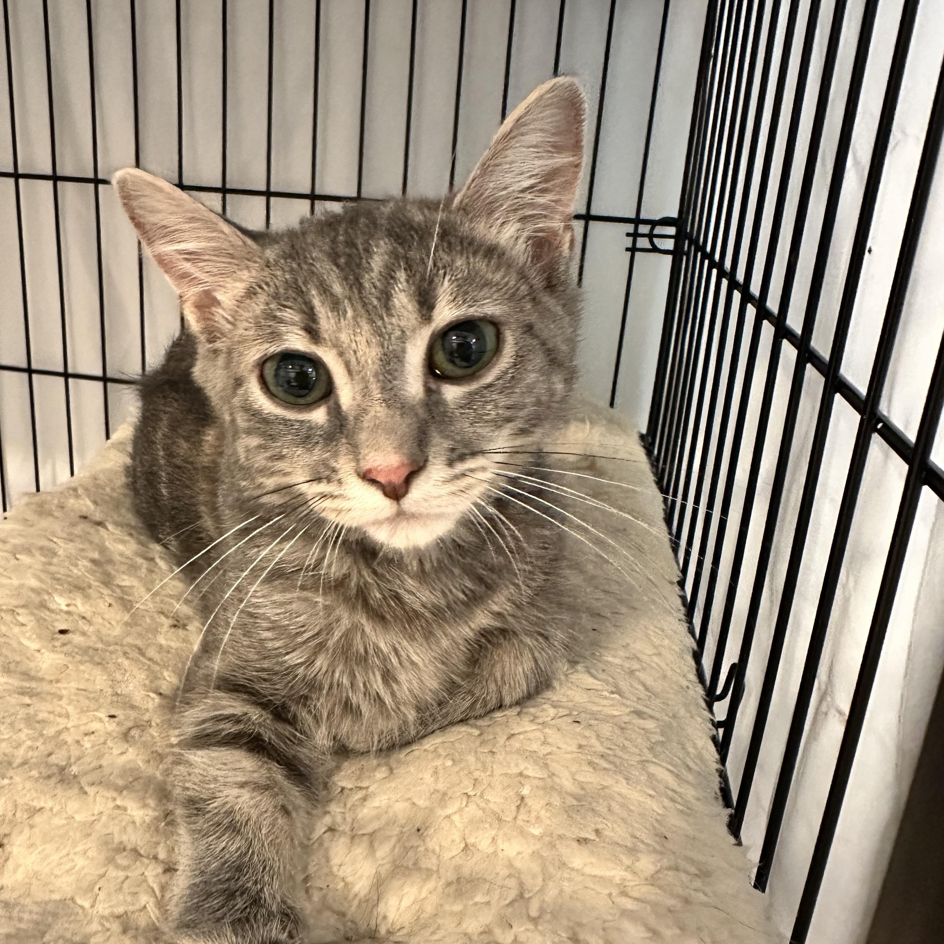 Skye, Adoptable, Kitten Female Domestic Short Hair.