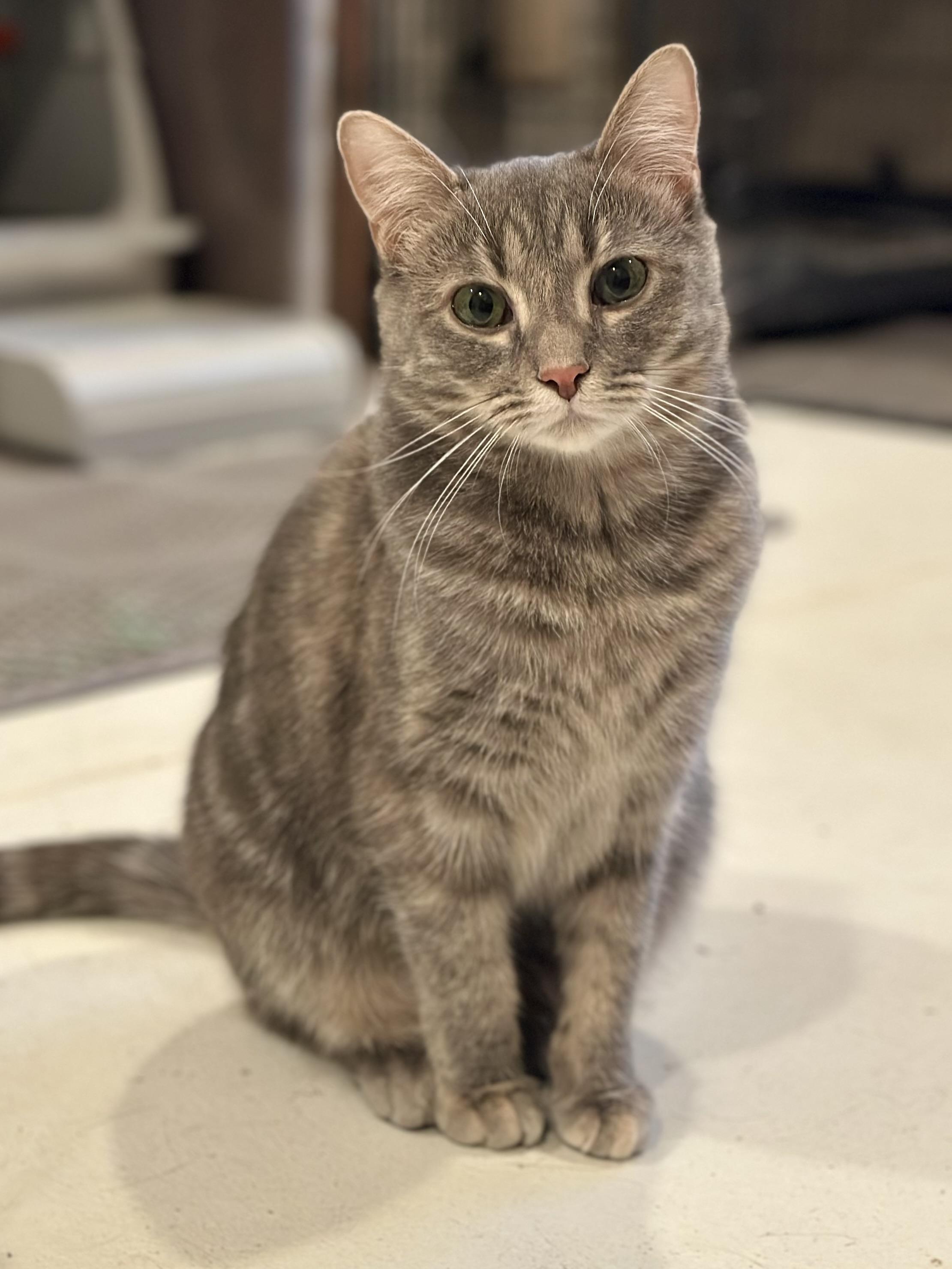 Skye, Adoptable, Kitten Female Domestic Short Hair.