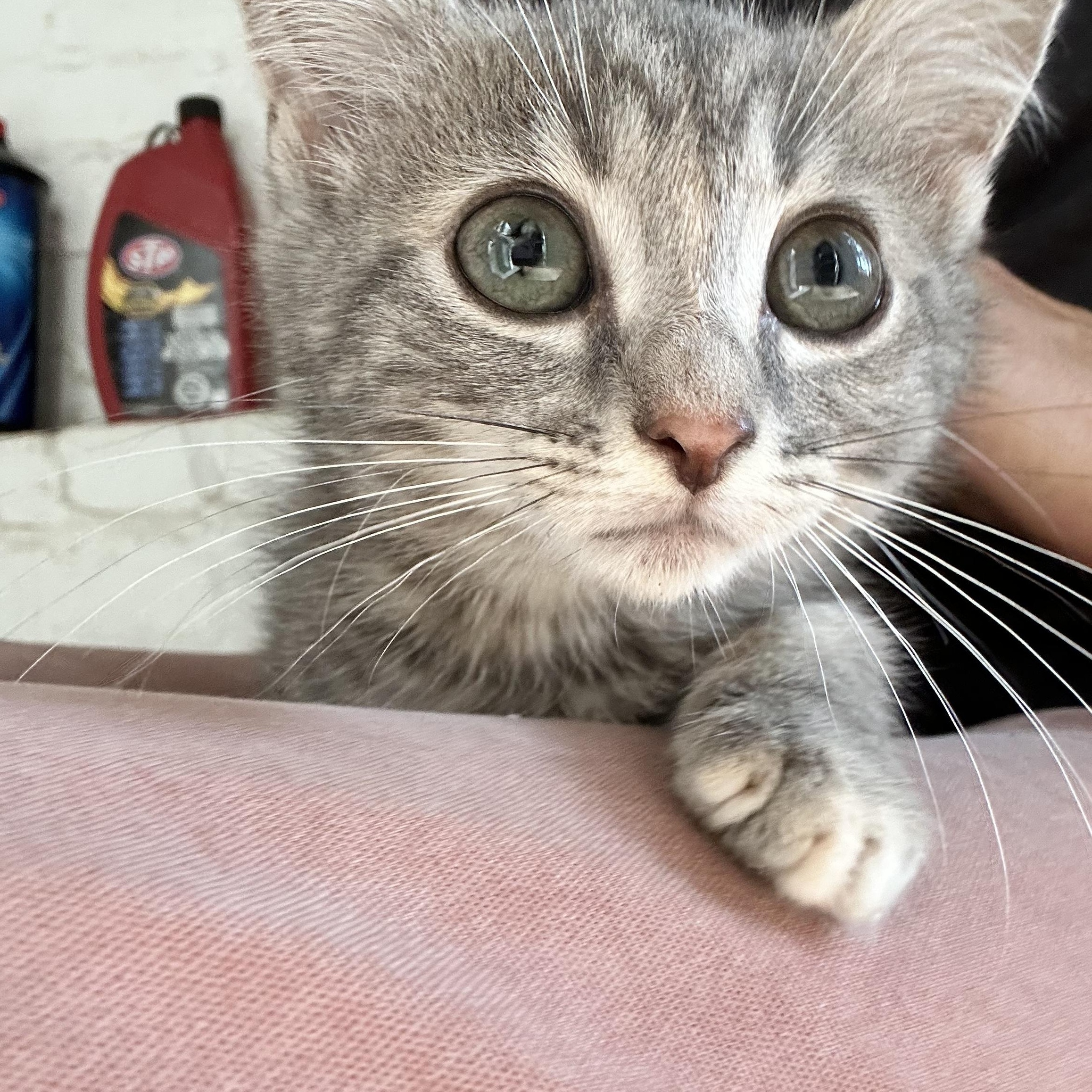 Enlarge Skye, a Adoptable Domestic Short Hair in Suffolk, VA image 2/6