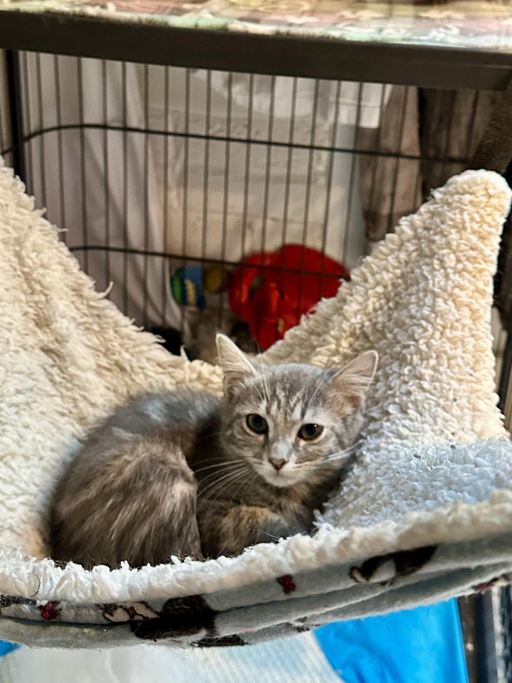 Enlarge Skye, a Adoptable Domestic Short Hair in Suffolk, VA image 4/6