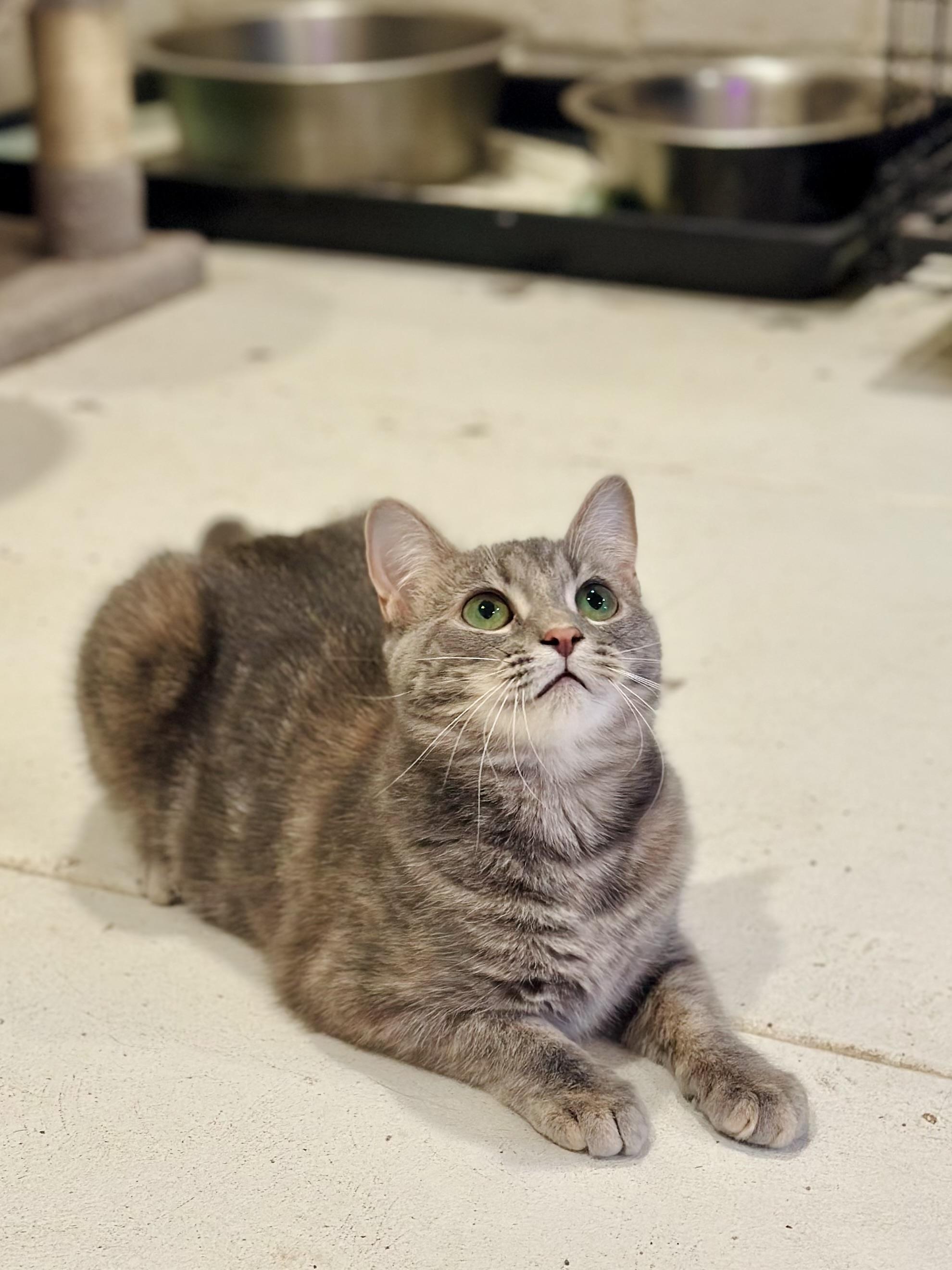 Enlarge Skye, a Adoptable Domestic Short Hair in Suffolk, VA image 6/6