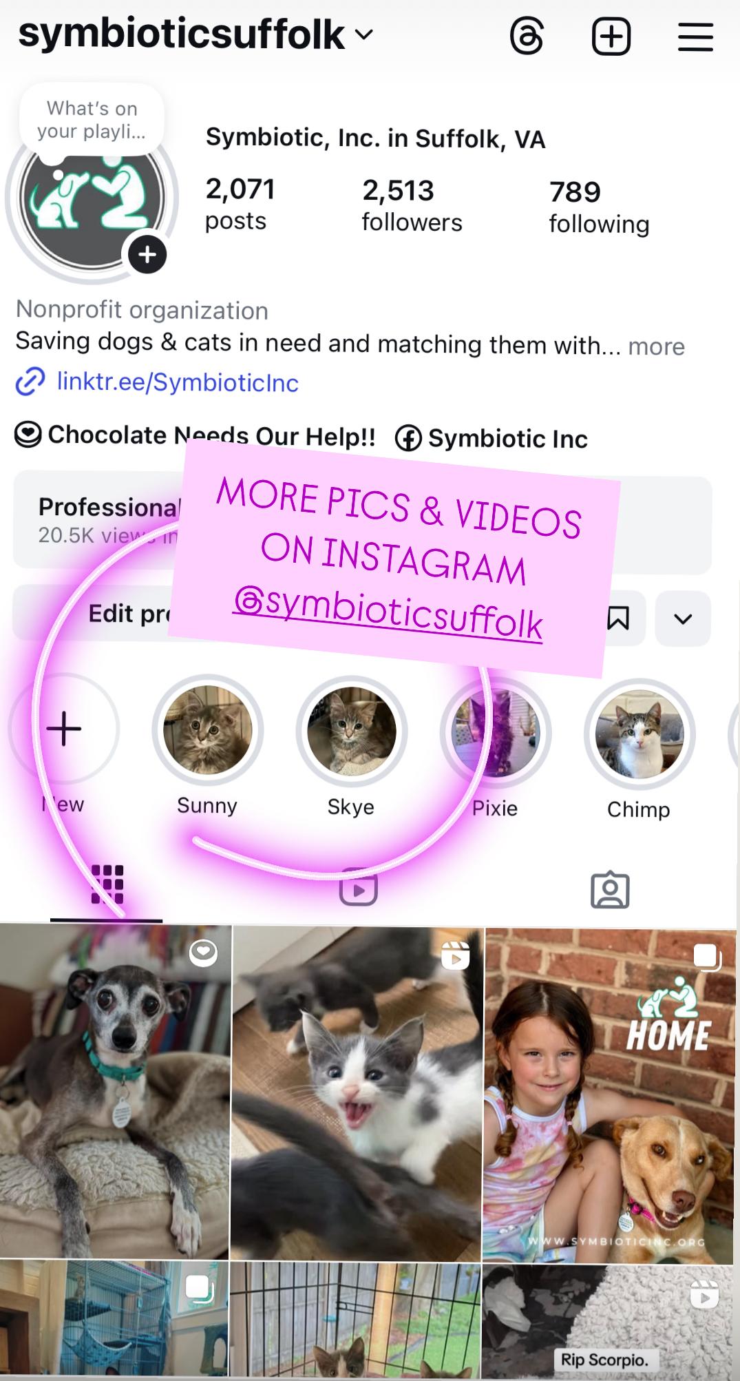 Enlarge Skye, a Adoptable Domestic Short Hair in Suffolk, VA image 3/6