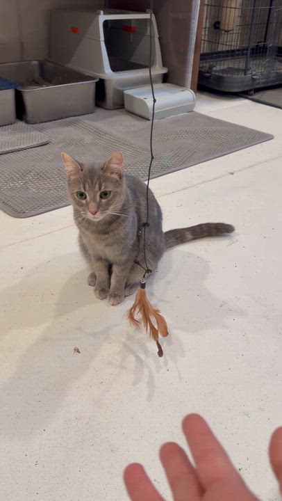 Enlarge Skye, a Adoptable Domestic Short Hair in Suffolk, VA video 5/6