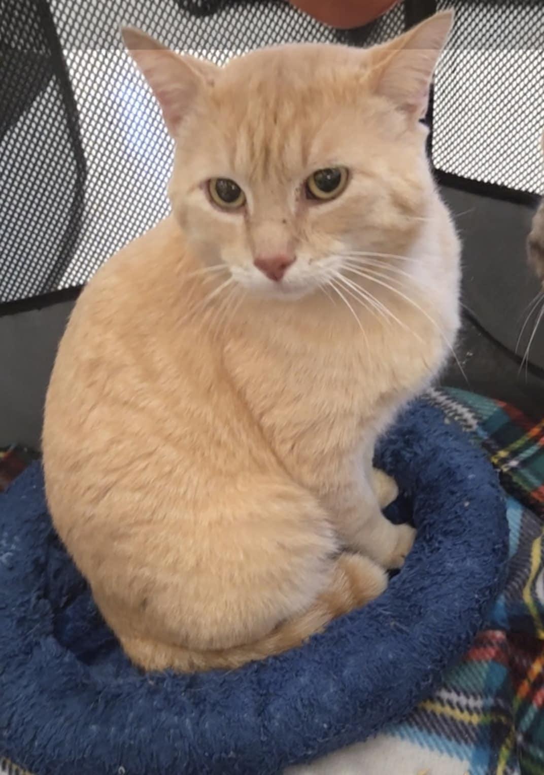 Thomas, Adoptable, Adult Male Domestic Short Hair.