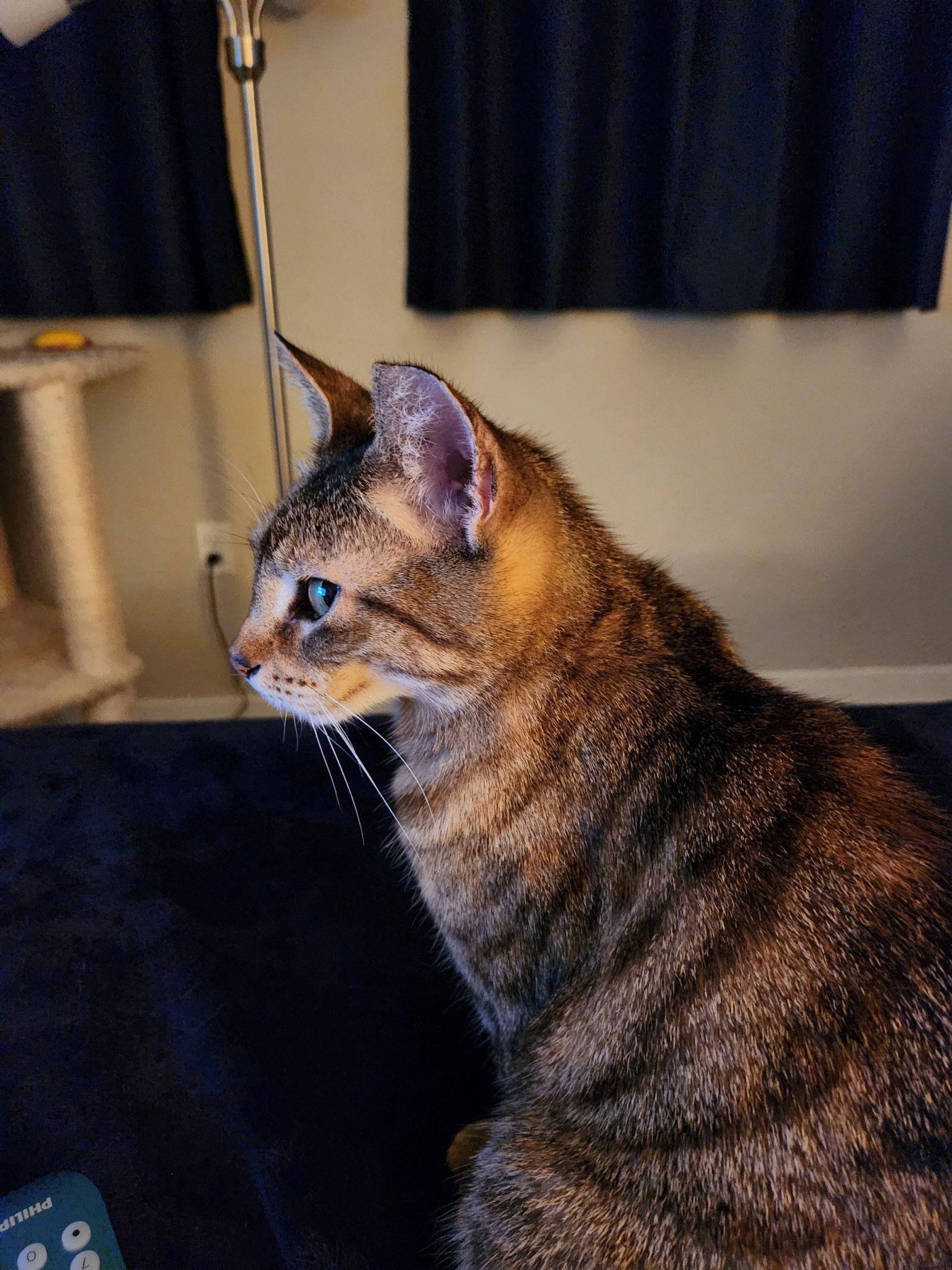 Kiki - Center, a Adoptable Domestic Short Hair in Oakland Park, FL image 1/4