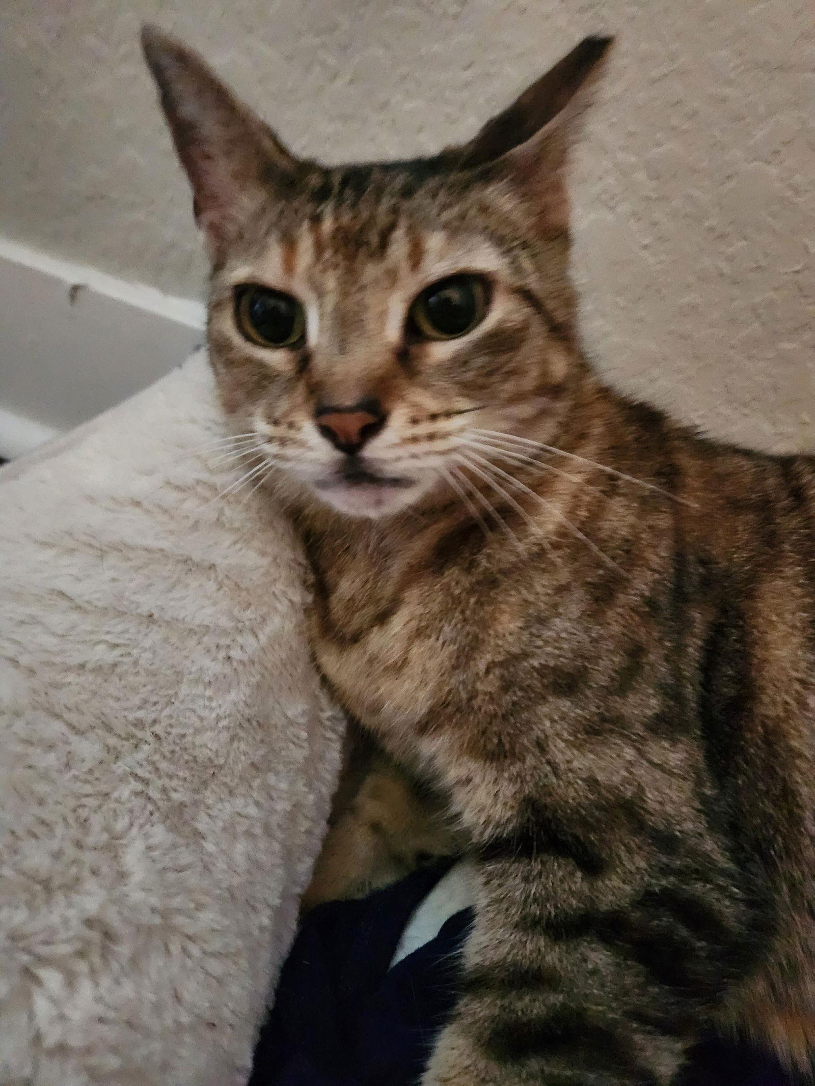 Kiki - Center, a Adoptable Domestic Short Hair in Oakland Park, FL image 2/4