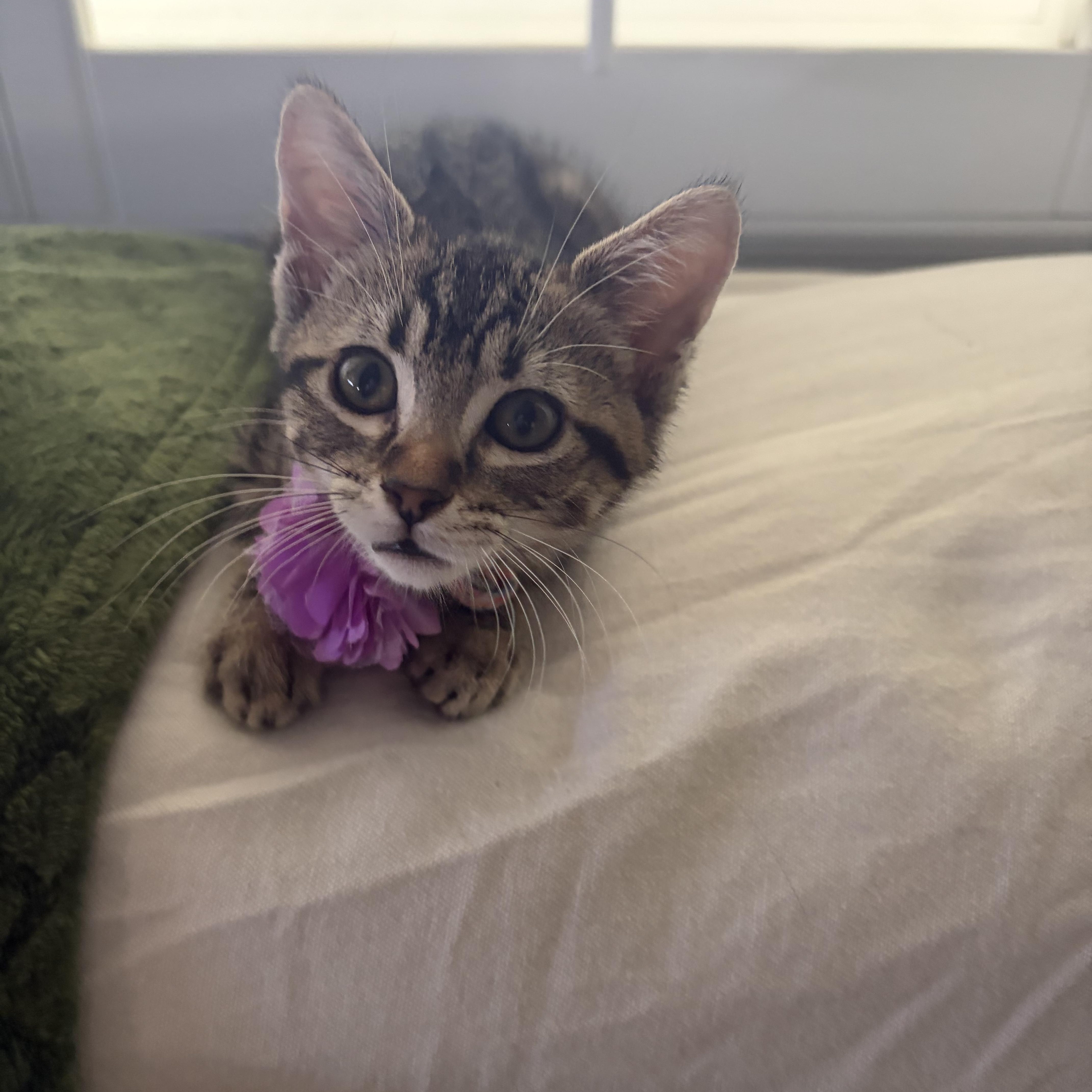 Enlarge Delaney, a Adopted Domestic Short Hair in Bell Gardens, CA image 2/5