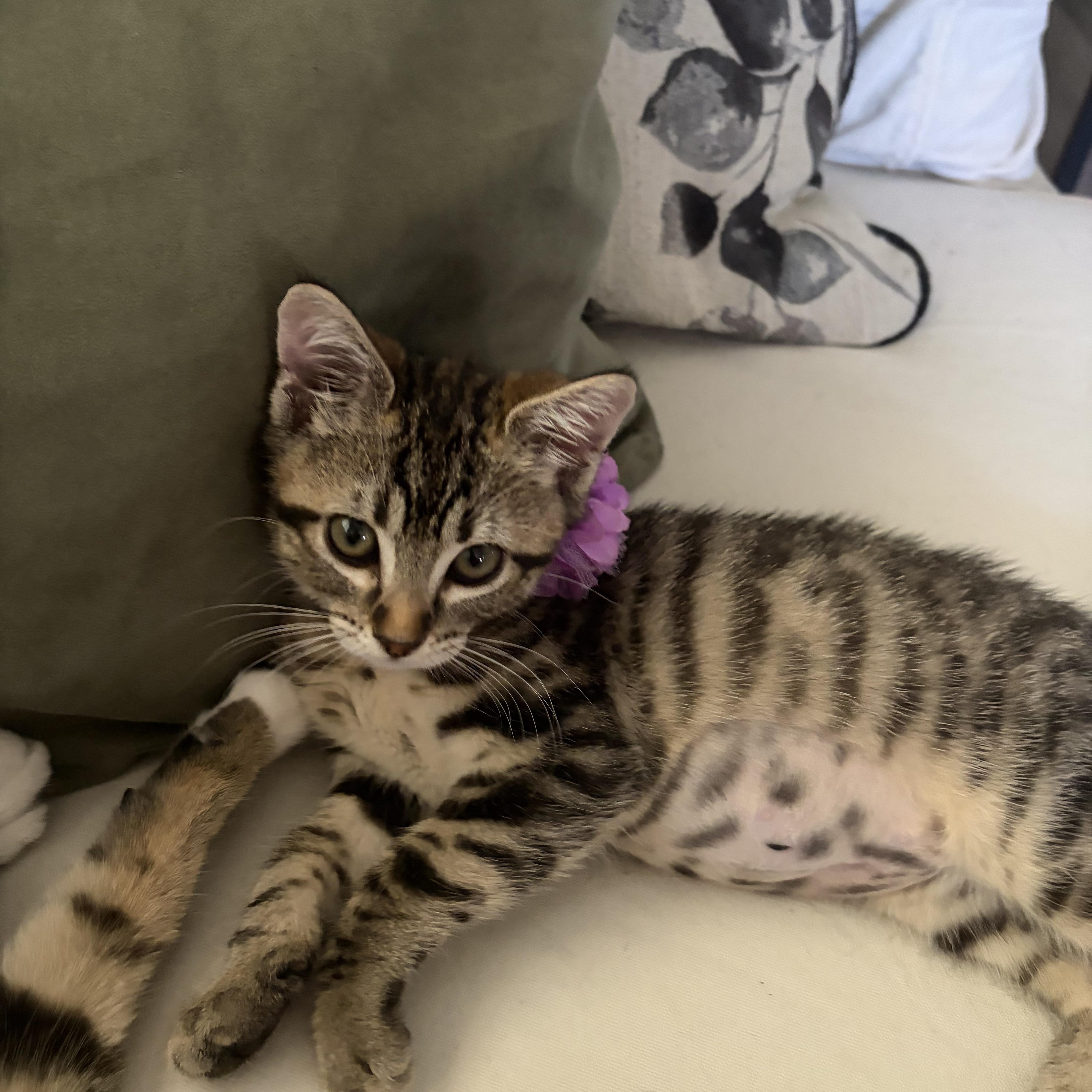 Delaney, Adopted, Kitten Female Domestic Short Hair.
