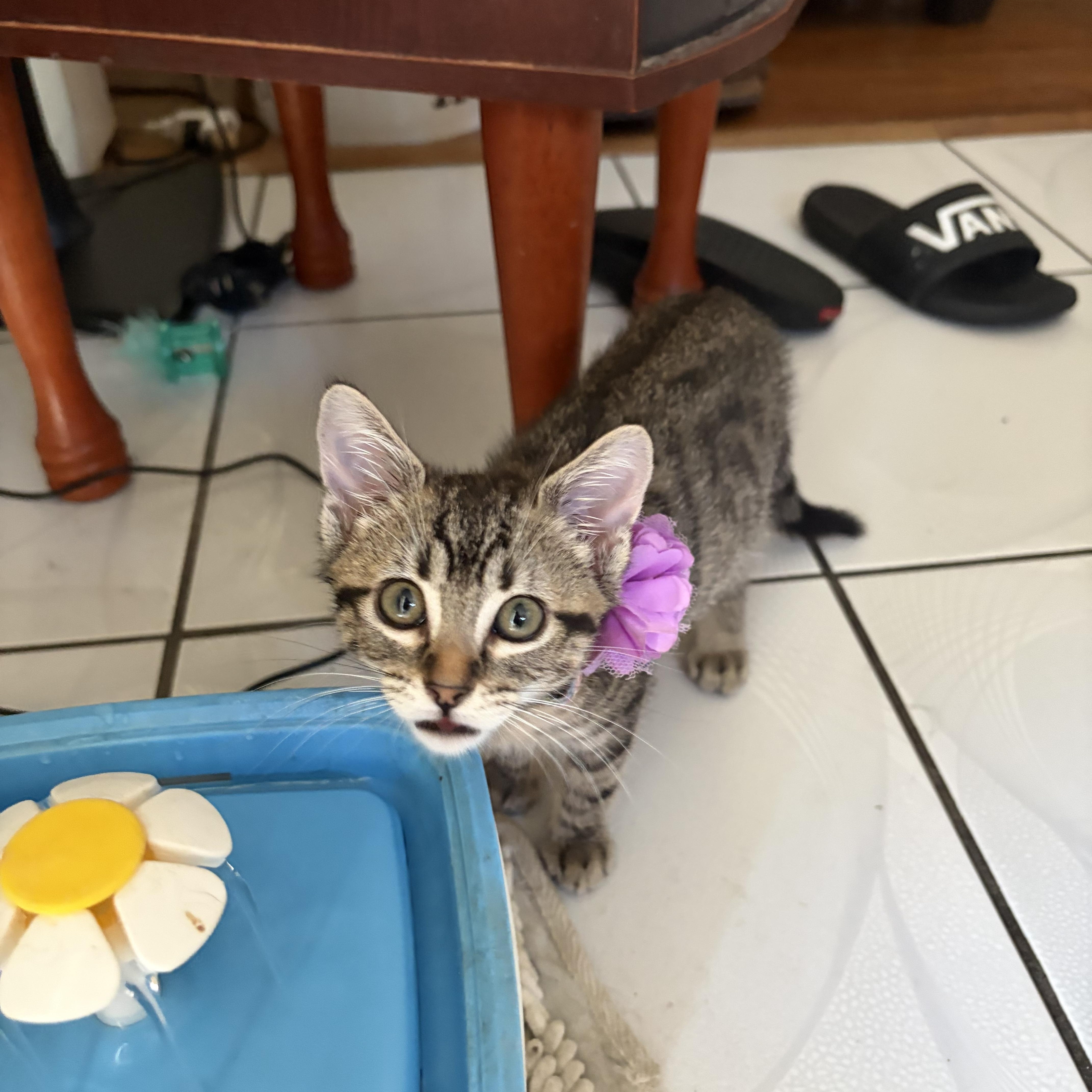 Enlarge Delaney, a Adopted Domestic Short Hair in Bell Gardens, CA image 5/5