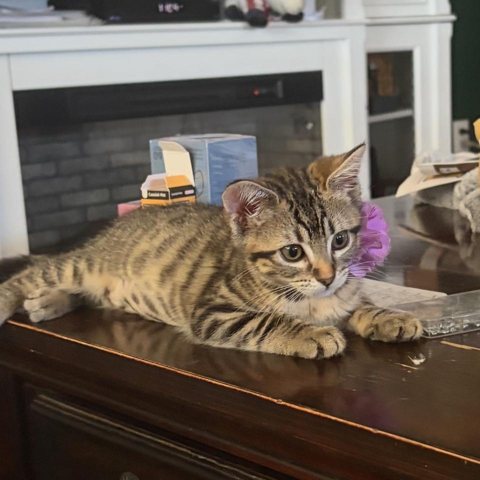 Enlarge Delaney, a Adopted Domestic Short Hair in Bell Gardens, CA image 4/5