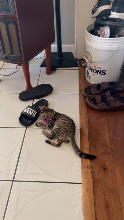 Enlarge Delaney, a Adopted Domestic Short Hair in Bell Gardens, CA video 3/5