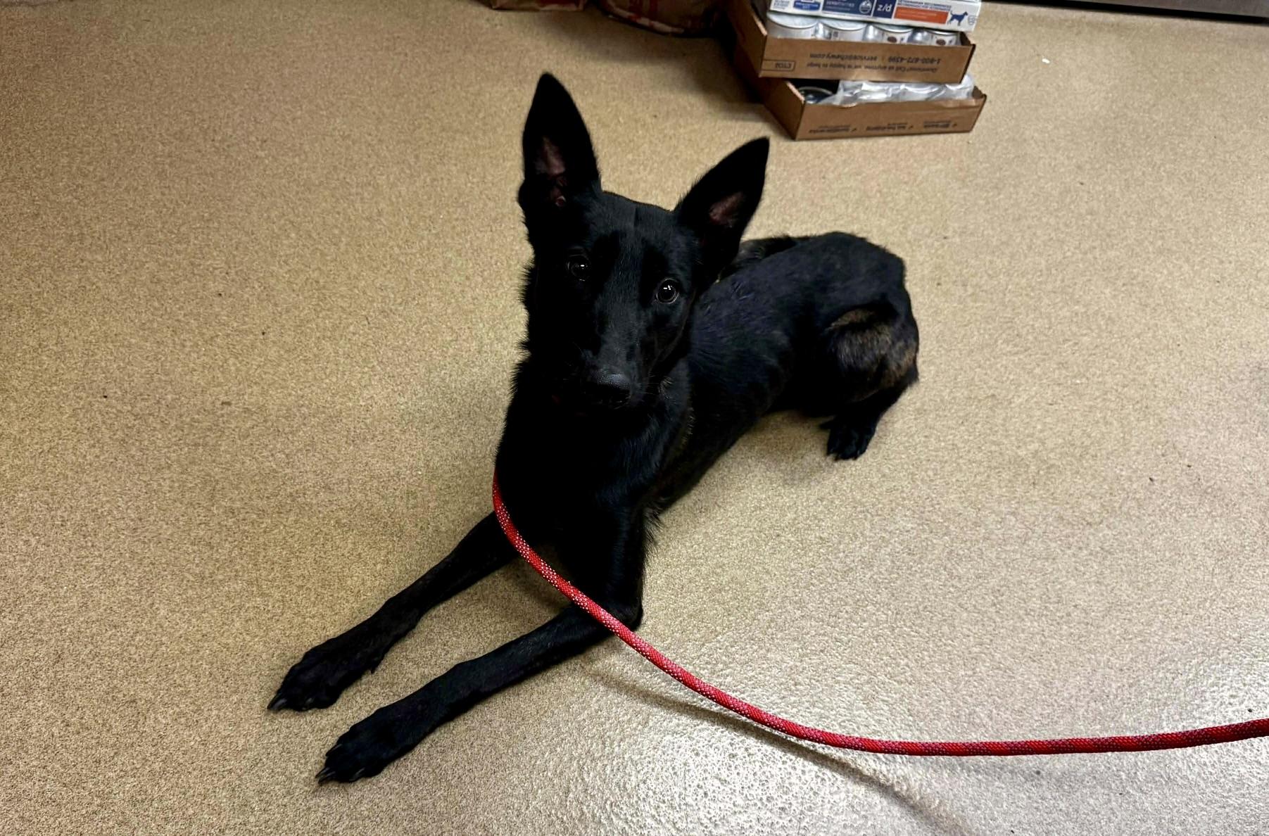 Enlarge Andie, a Adoptable Dutch Shepherd in Vancouver, WA image 1/4