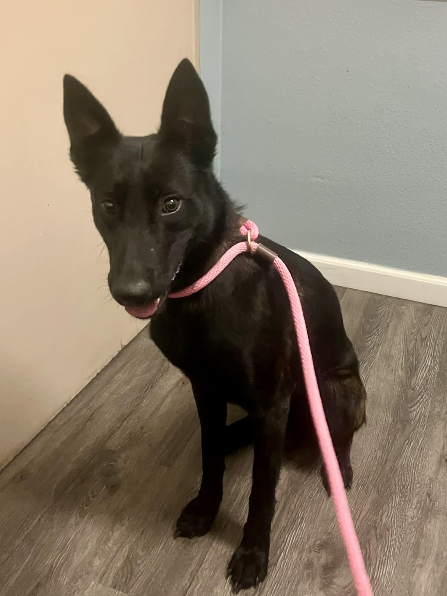 Enlarge Andie, a Adoptable Dutch Shepherd in Vancouver, WA image 2/4