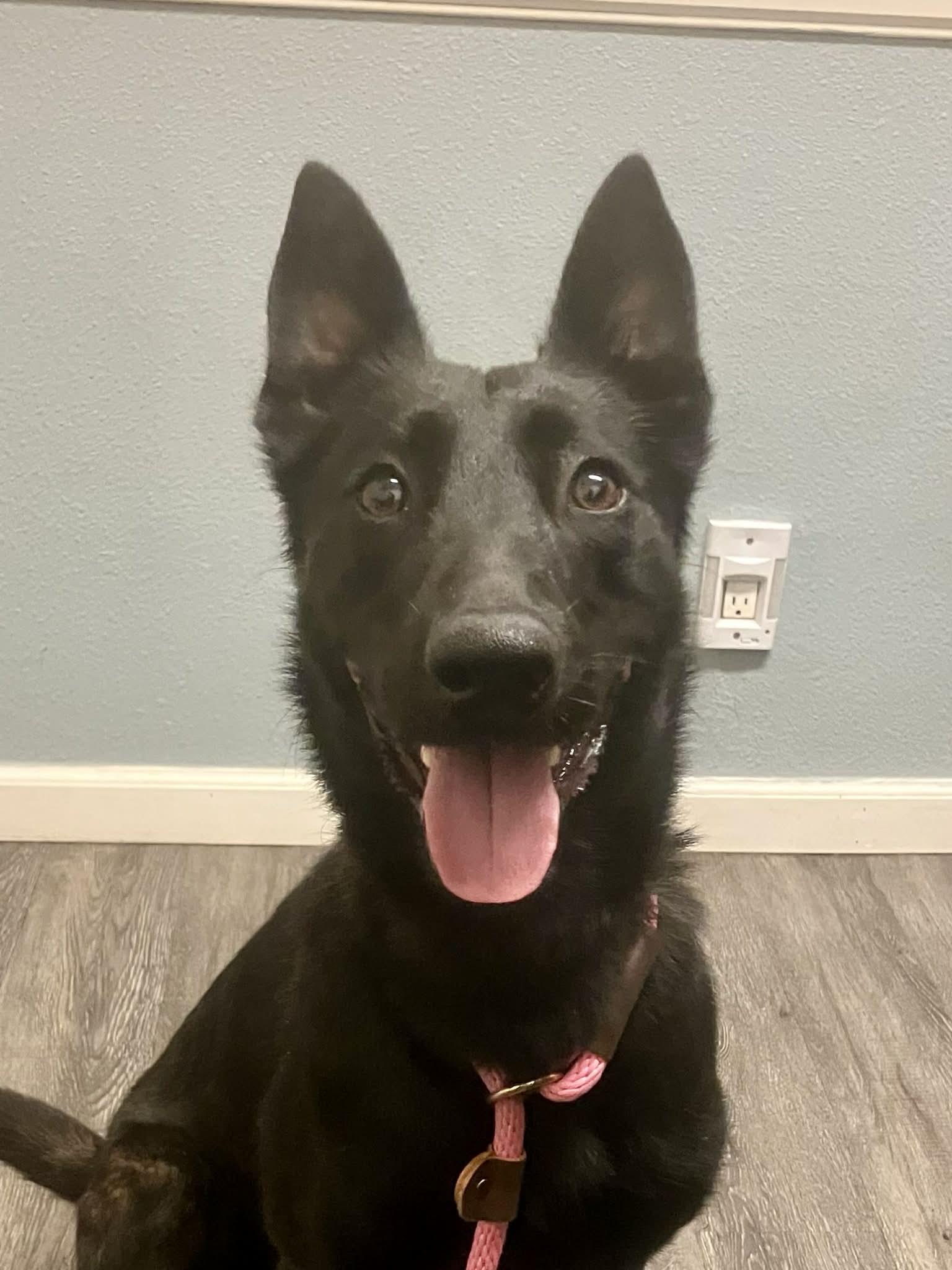 Enlarge Andie, a Adoptable Dutch Shepherd in Vancouver, WA image 3/4